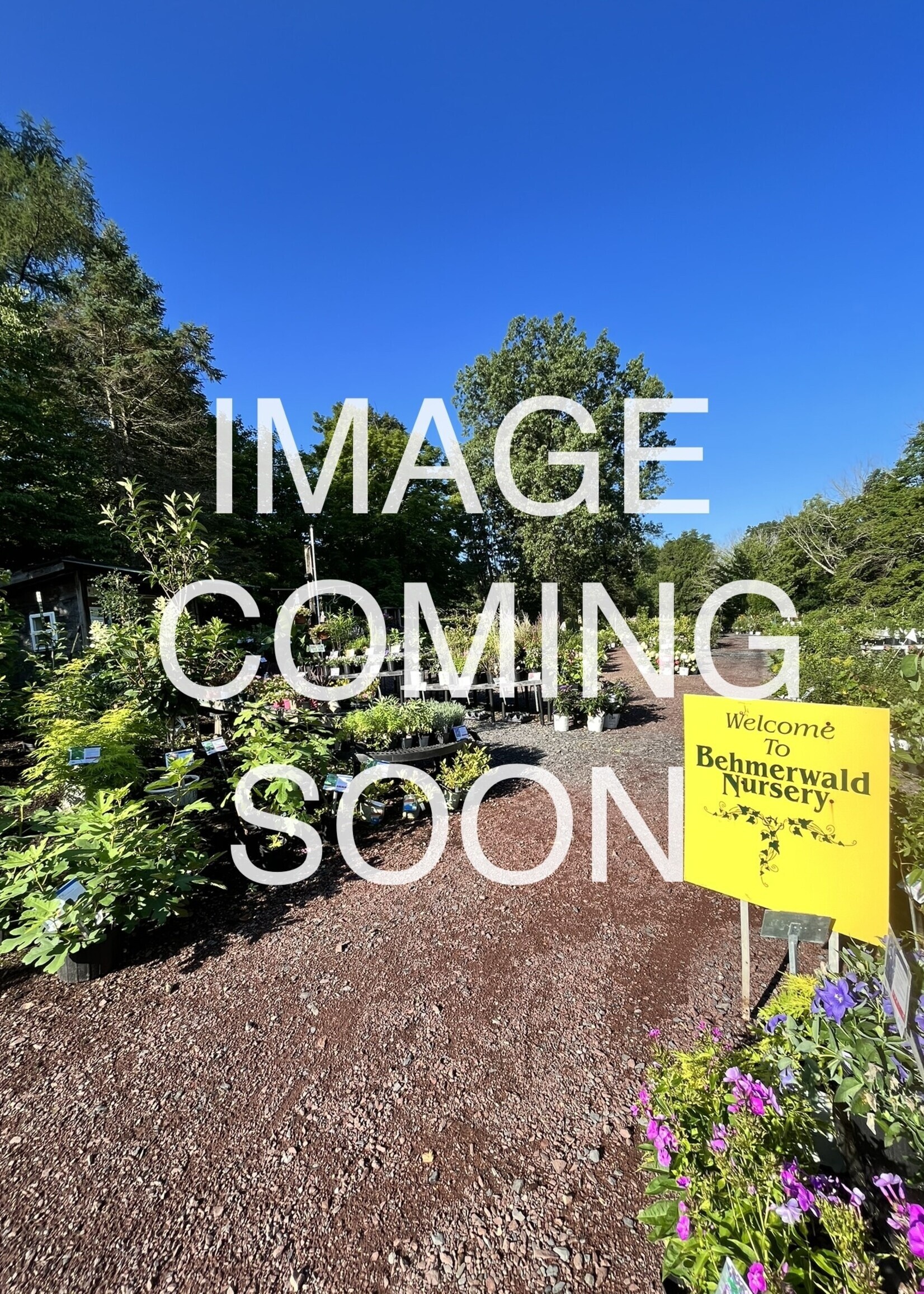 Taxus canadensis, Canada Yew #2