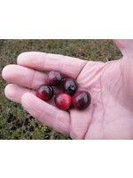 Vaccinium macrocarpon Pilgrim, American Cranberry #1