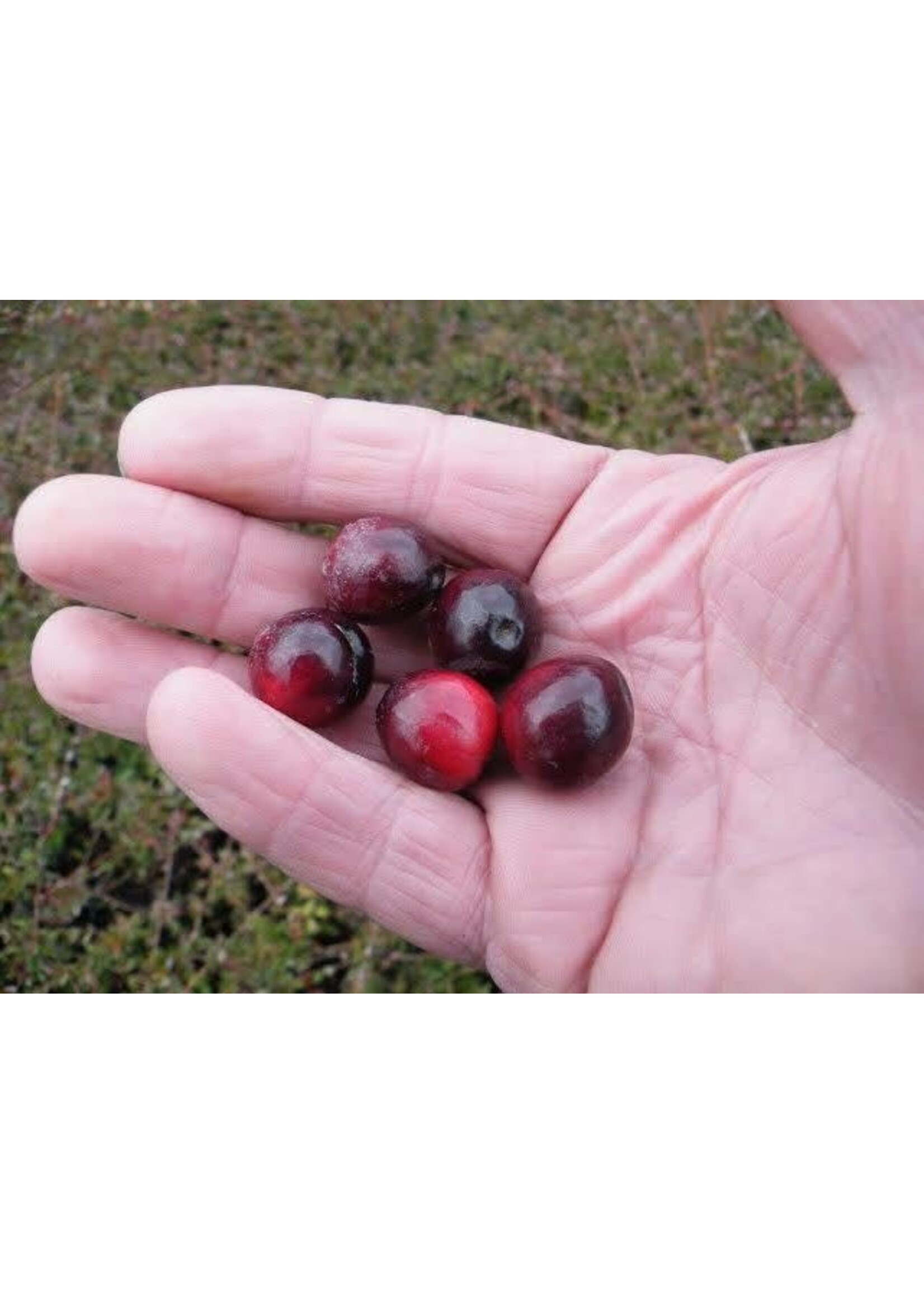 Vaccinium macrocarpon Pilgrim, American Cranberry Qts