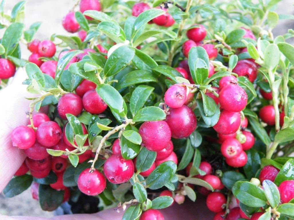 Vaccinium vitis-idaea - Lingonberry - Seeds