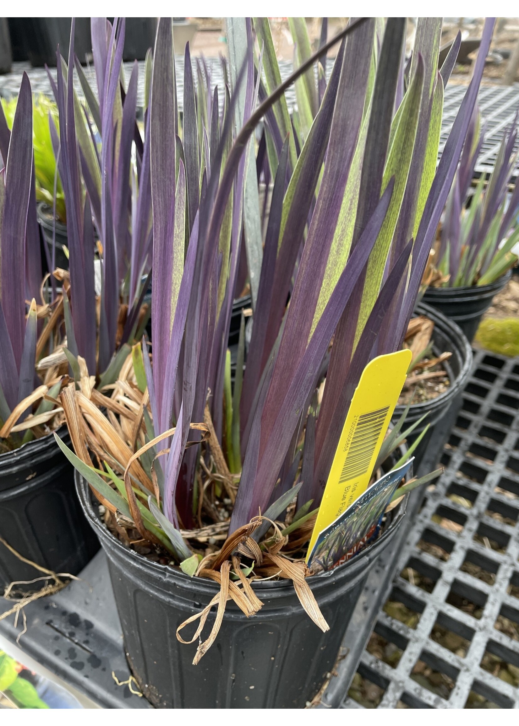 Iris versicolor Purple Flame Iris, Blue Flag, #1
