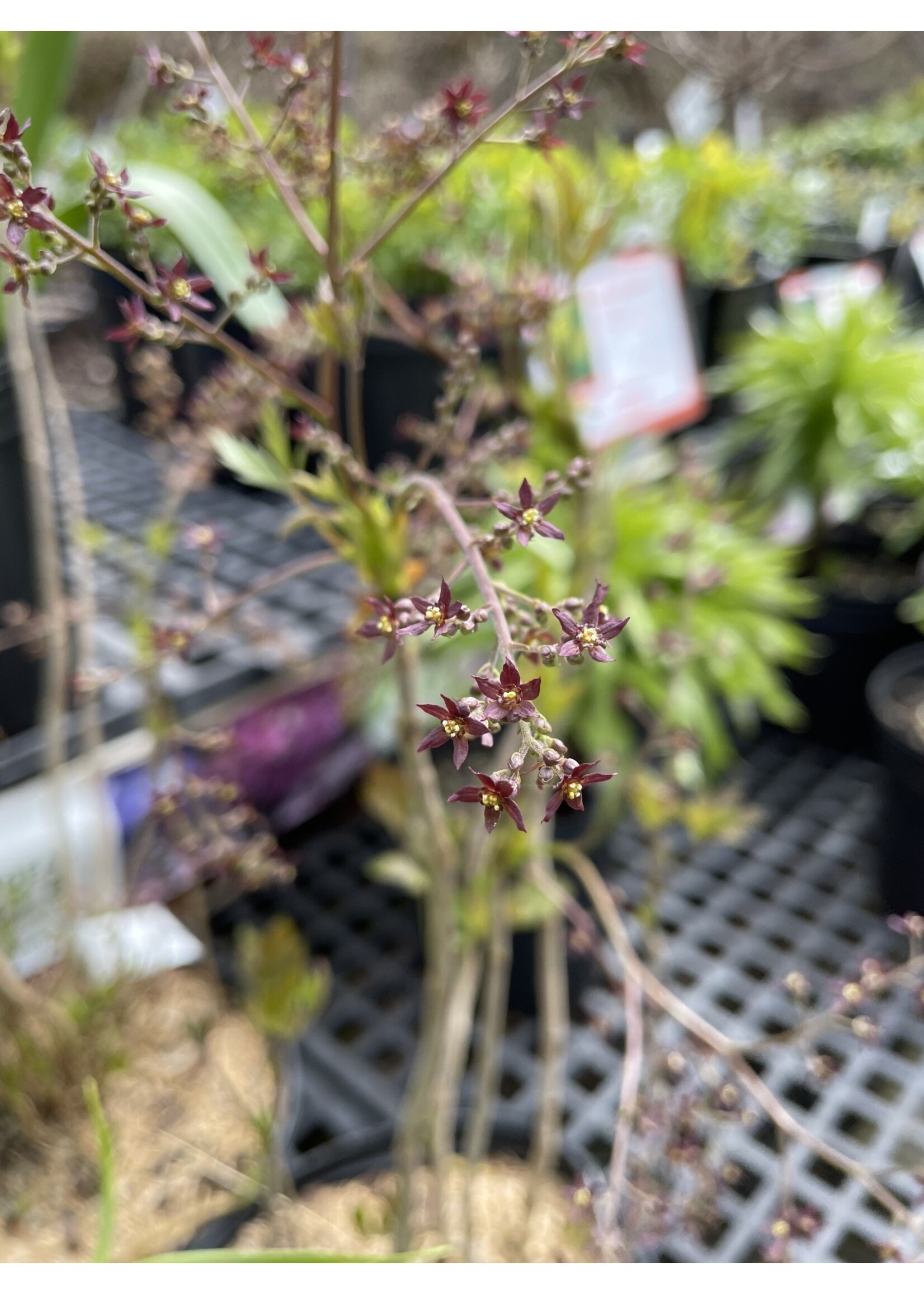 Xanthorhiza simplicissimam, Yellow root #1 container
