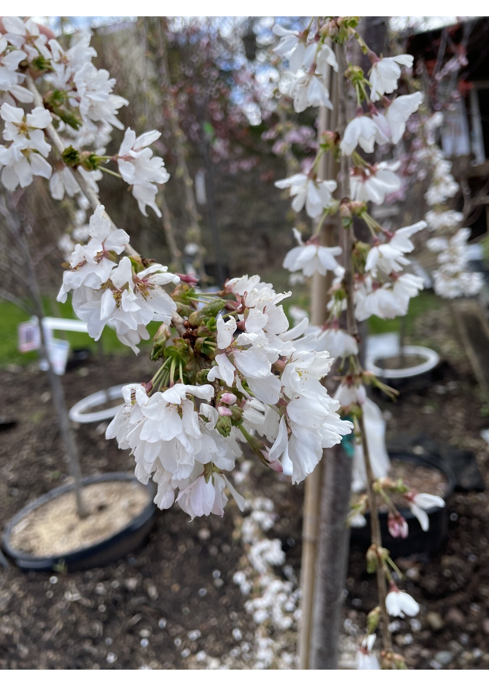 Spring Bloom Prunus Snow Fountain Flowering Cherry - Snow Fountain weeping Flowering Cherry,  #15