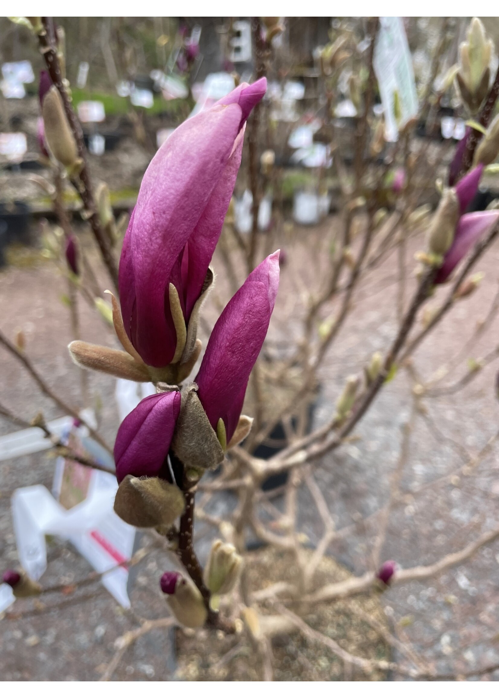 Magnolia kobus Ann Magnolia - Kobus, Ann, #7