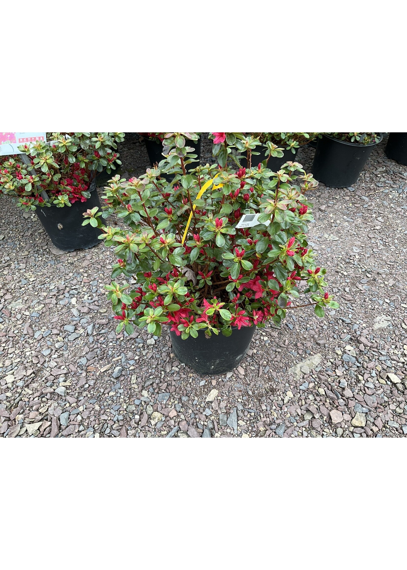 Azalea Hino Crimson #3 container