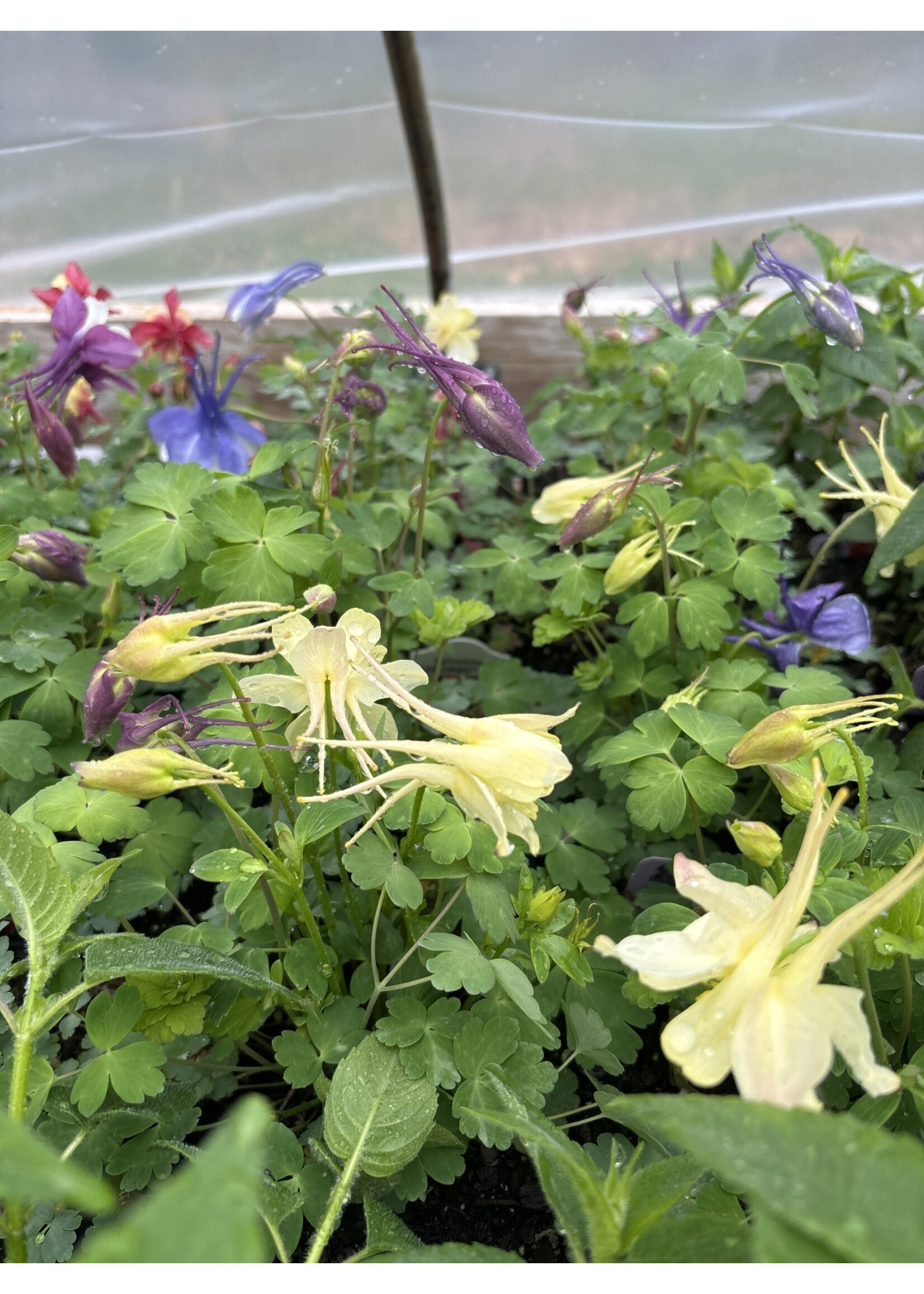 Aquilegia Early Bird Mix, Columbine #1