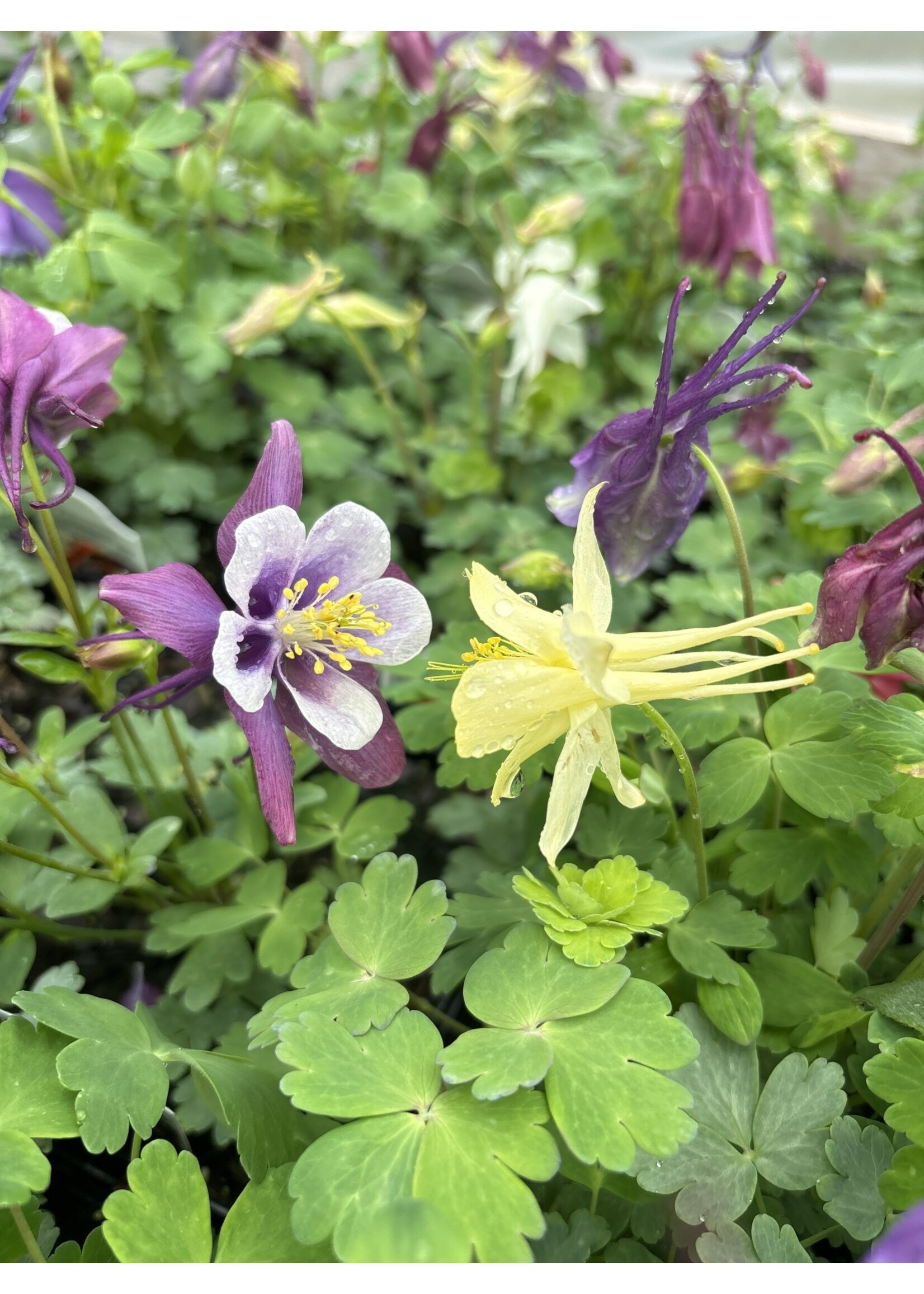Aquilegia Early Bird Mix, Columbine #1