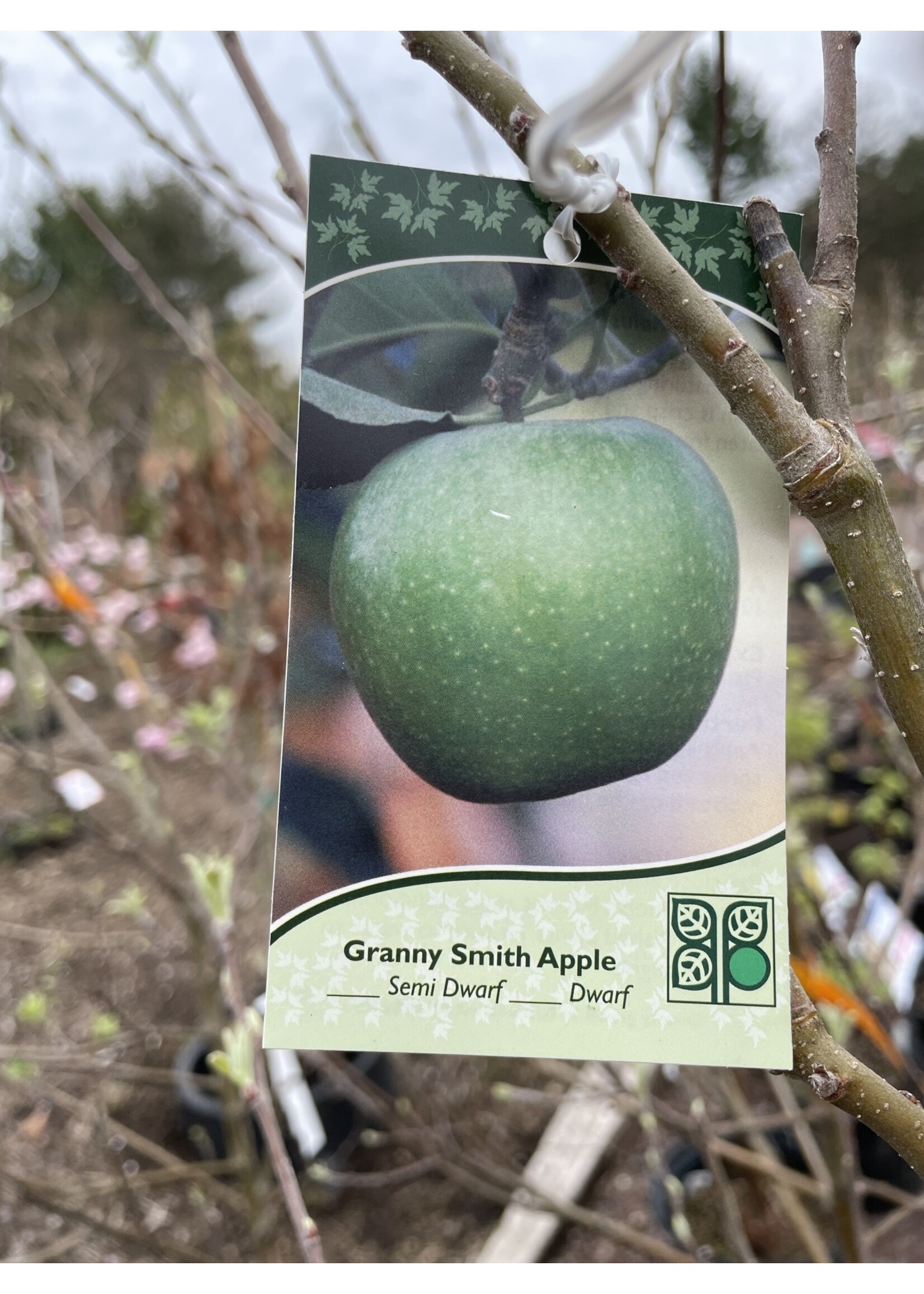 Malus x domestica Granny Smith Apple,  #15 Semi Dwarf Apple