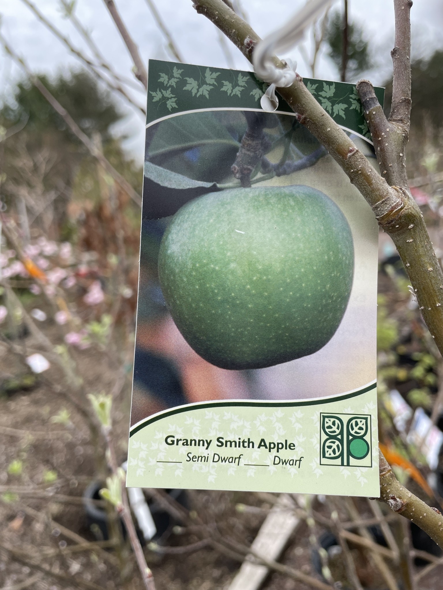 Green Apple　定価18,000円 Bibiy Malus x domestica Granny Smith Apple, #15 Semi Dwarf Apple