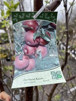 Malus x domestica Cortland, #15 Semi Dwarf Apple