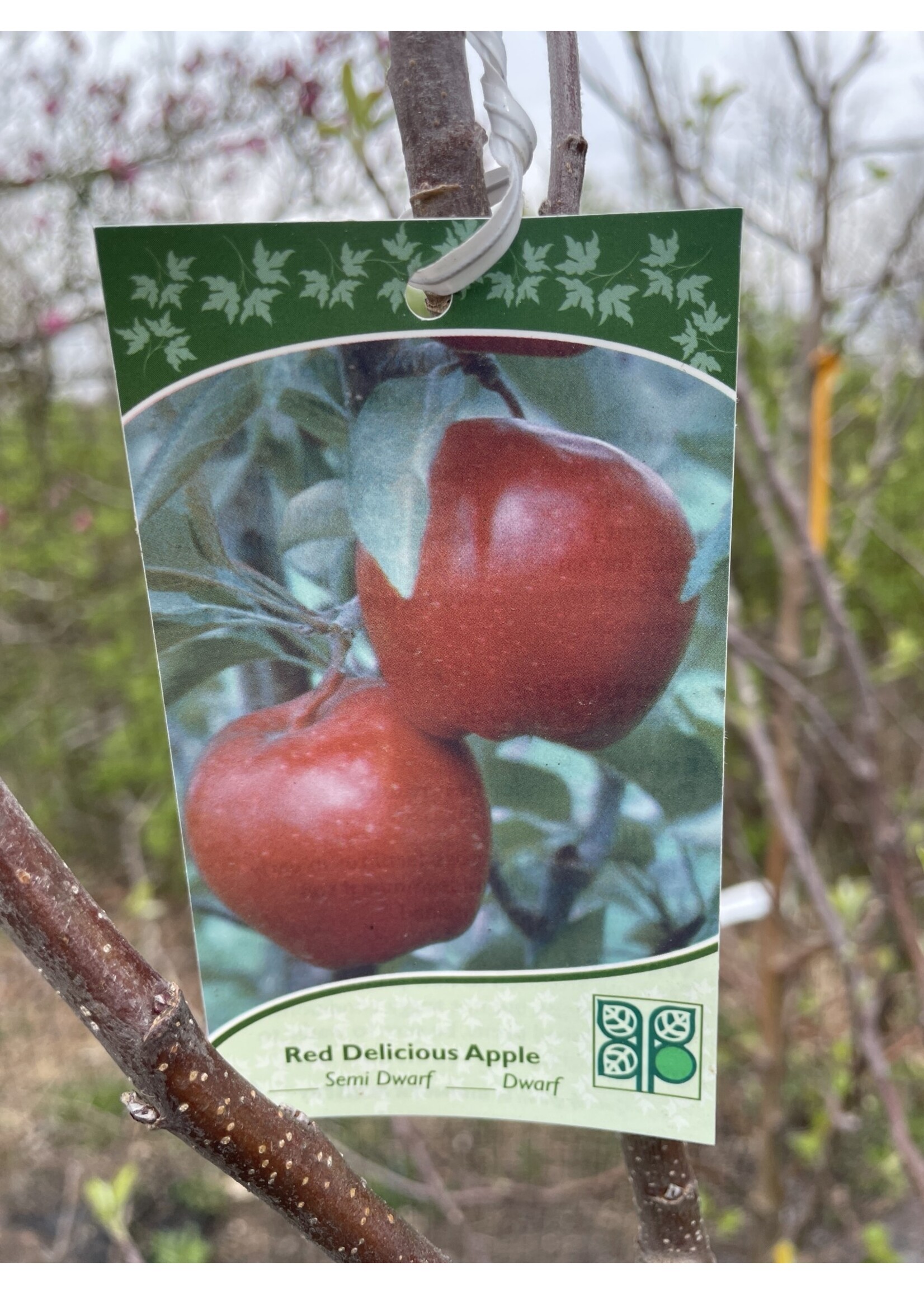 Malus x domestica Red Delicious, #15 Semi Dwarf Apple