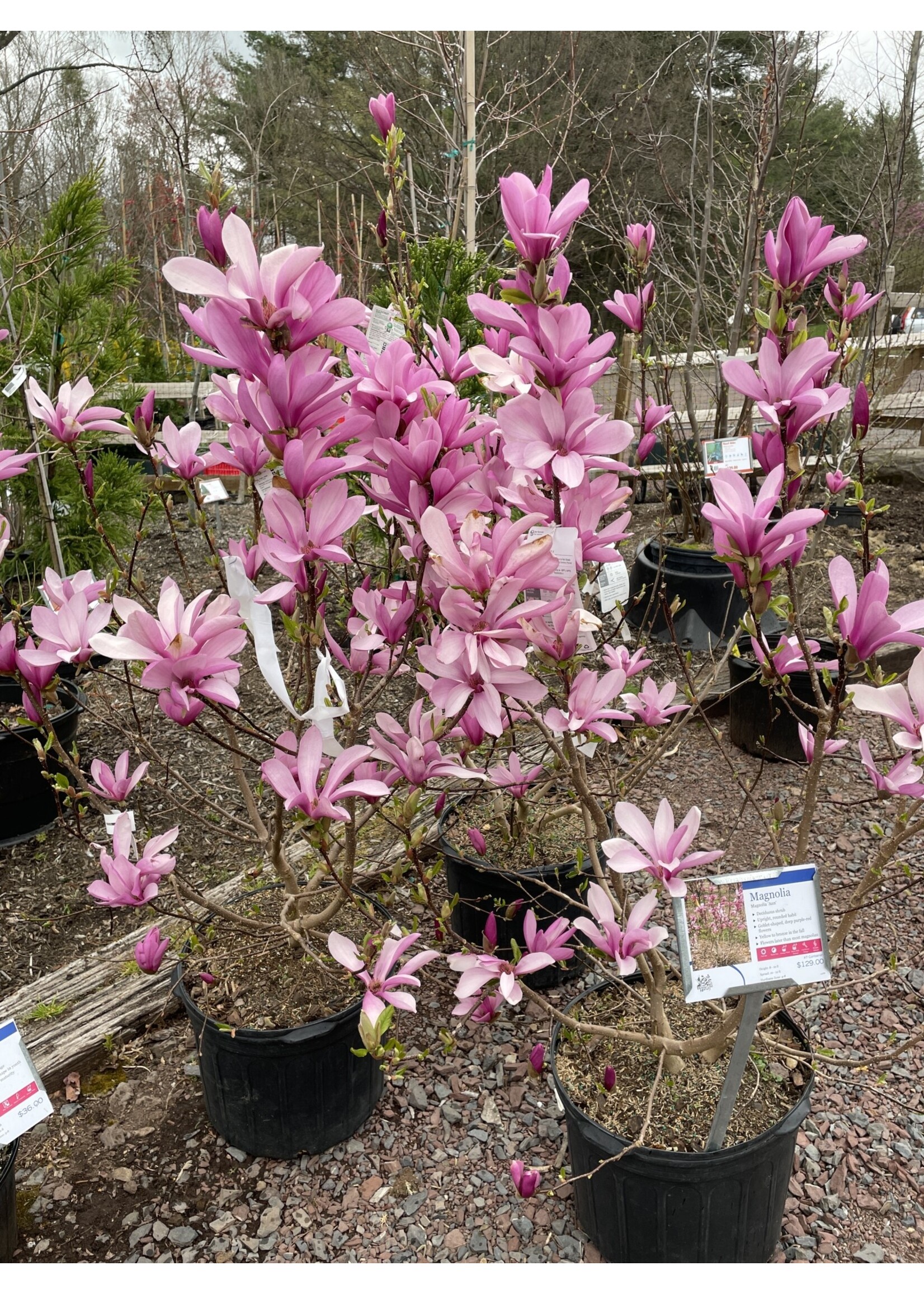 Magnolia kobus Ann Magnolia - Kobus, Ann, #7