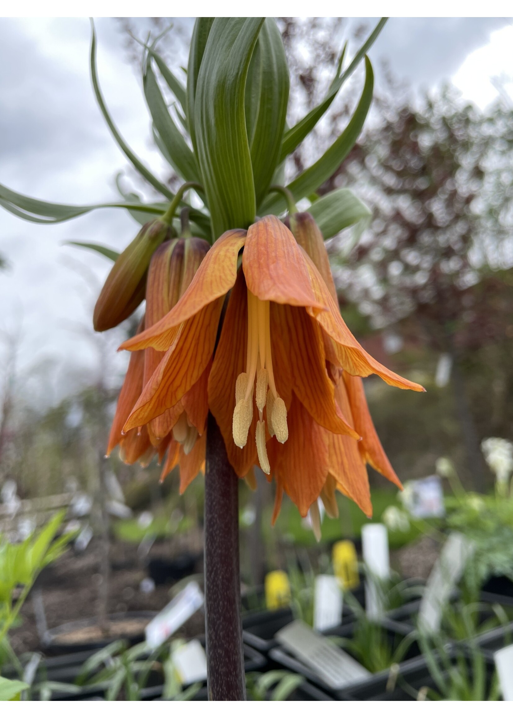 Fritillaria imperialis  rubra Red Crown, Fritillaria #1 Cont