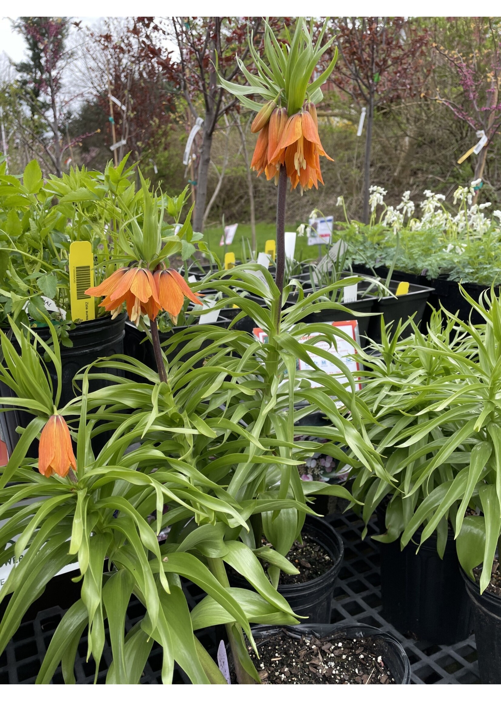 Fritillaria imperialis  rubra Red Crown, Fritillaria #1 Cont