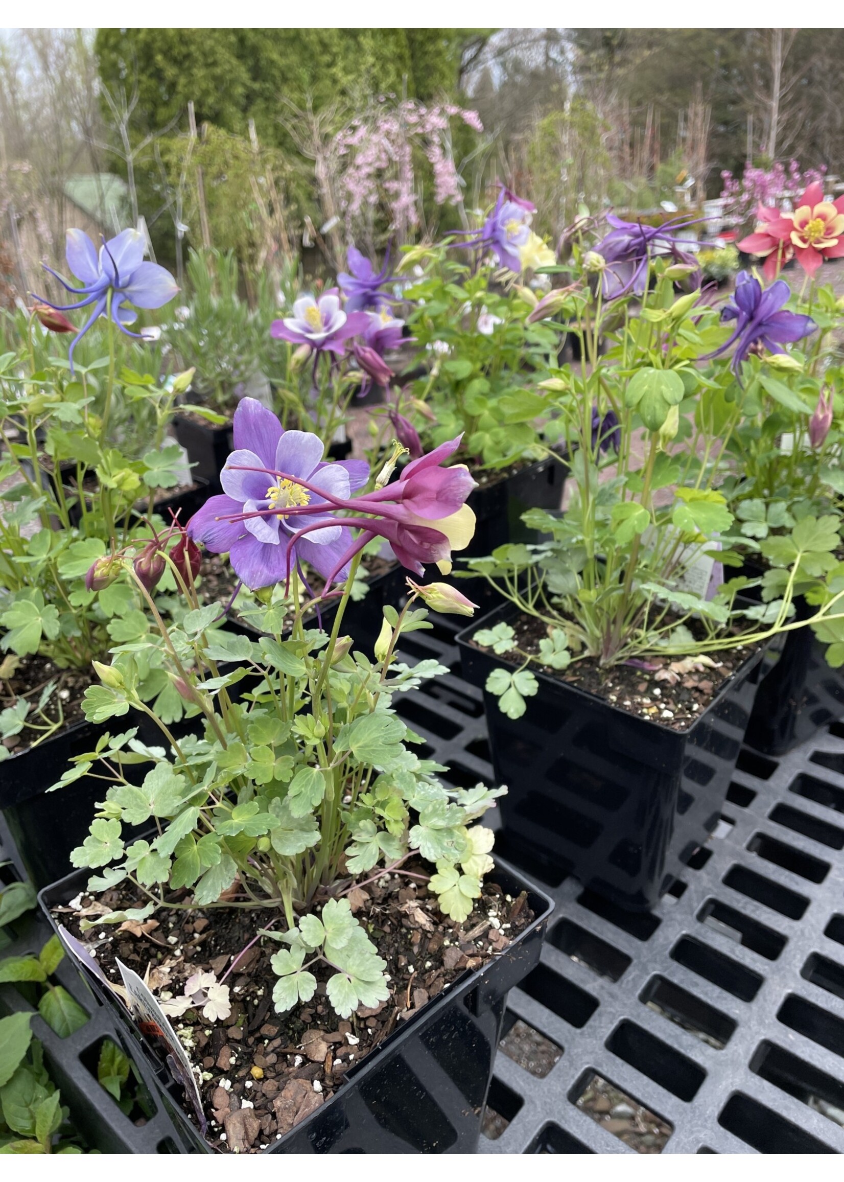 Aquilegia Early Bird Mix, Columbine #1