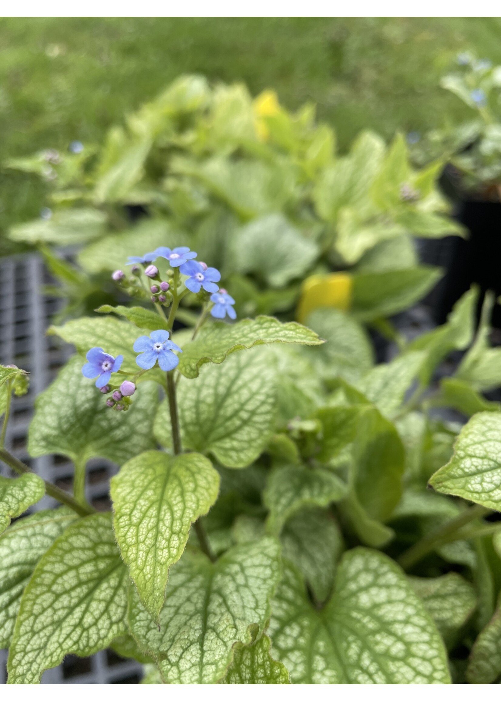 Brunnera mac. Alexander's Great,  Brunnera, #1