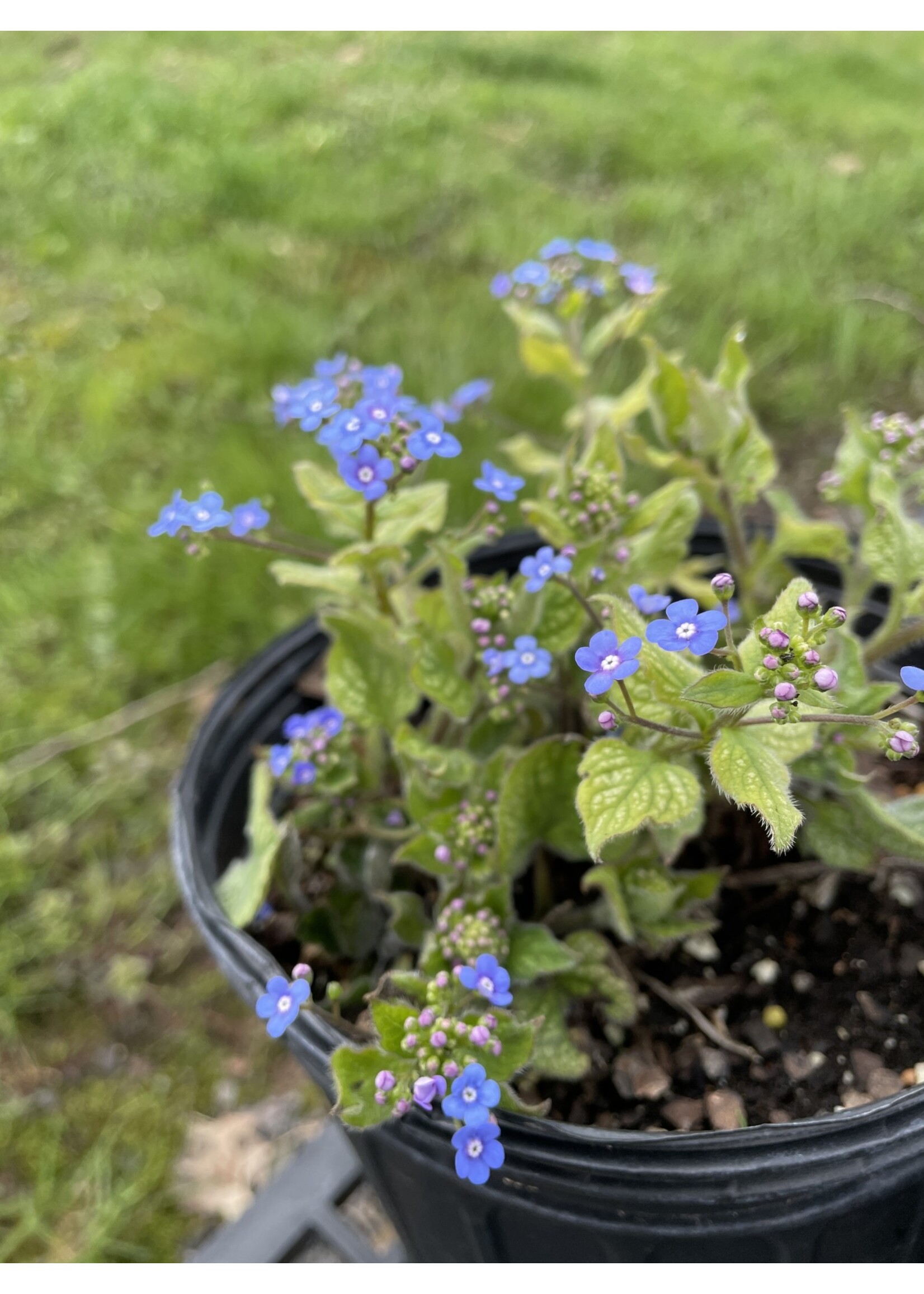 Brunnera macrophylla Emerald Mist, Heartleaf, #1