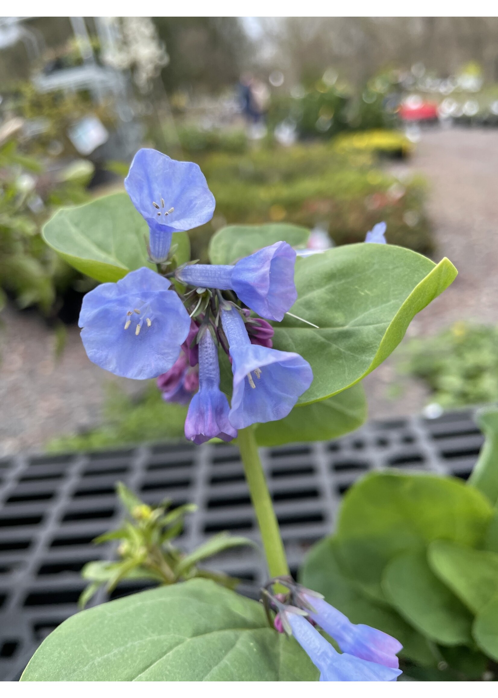 Spring Ephemerals Mertensia virginica Virginia Bluebells, #1