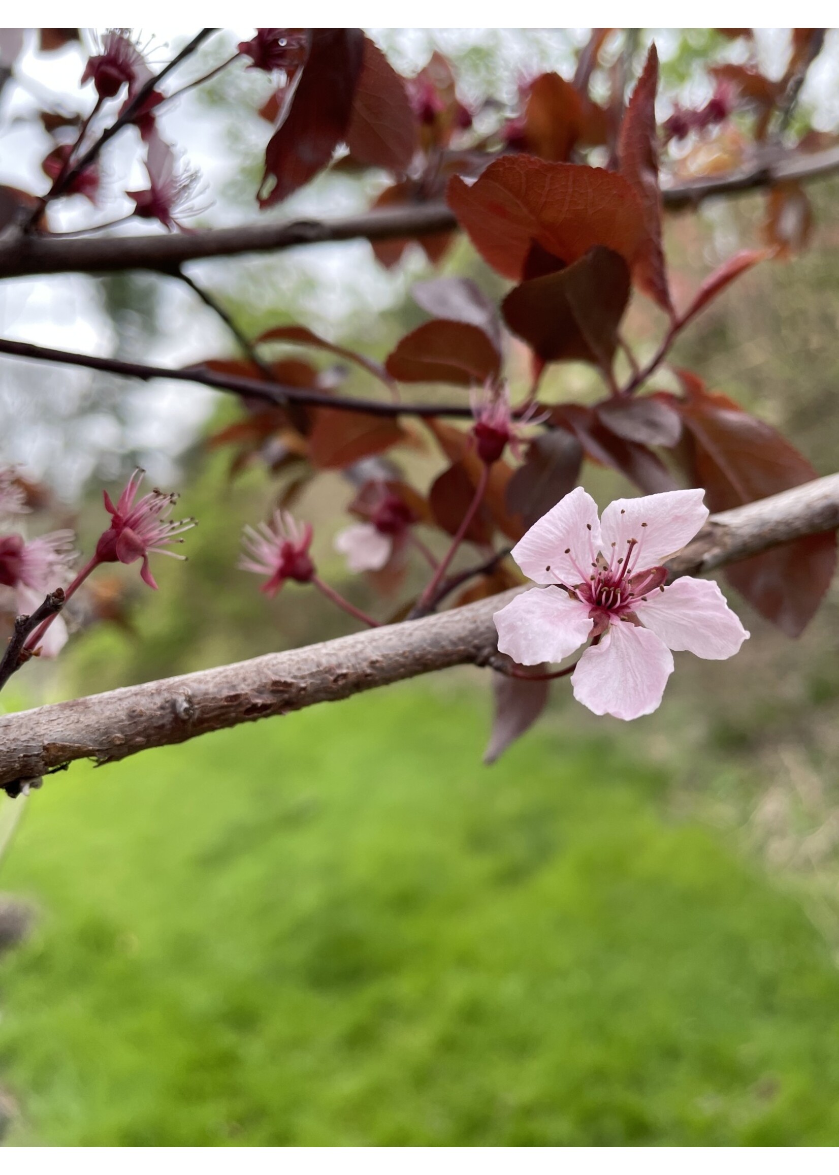 Spring Bloom Prunus cerasi. Thundercloud Plum - Purple-leaf, Thundercloud,  #15
