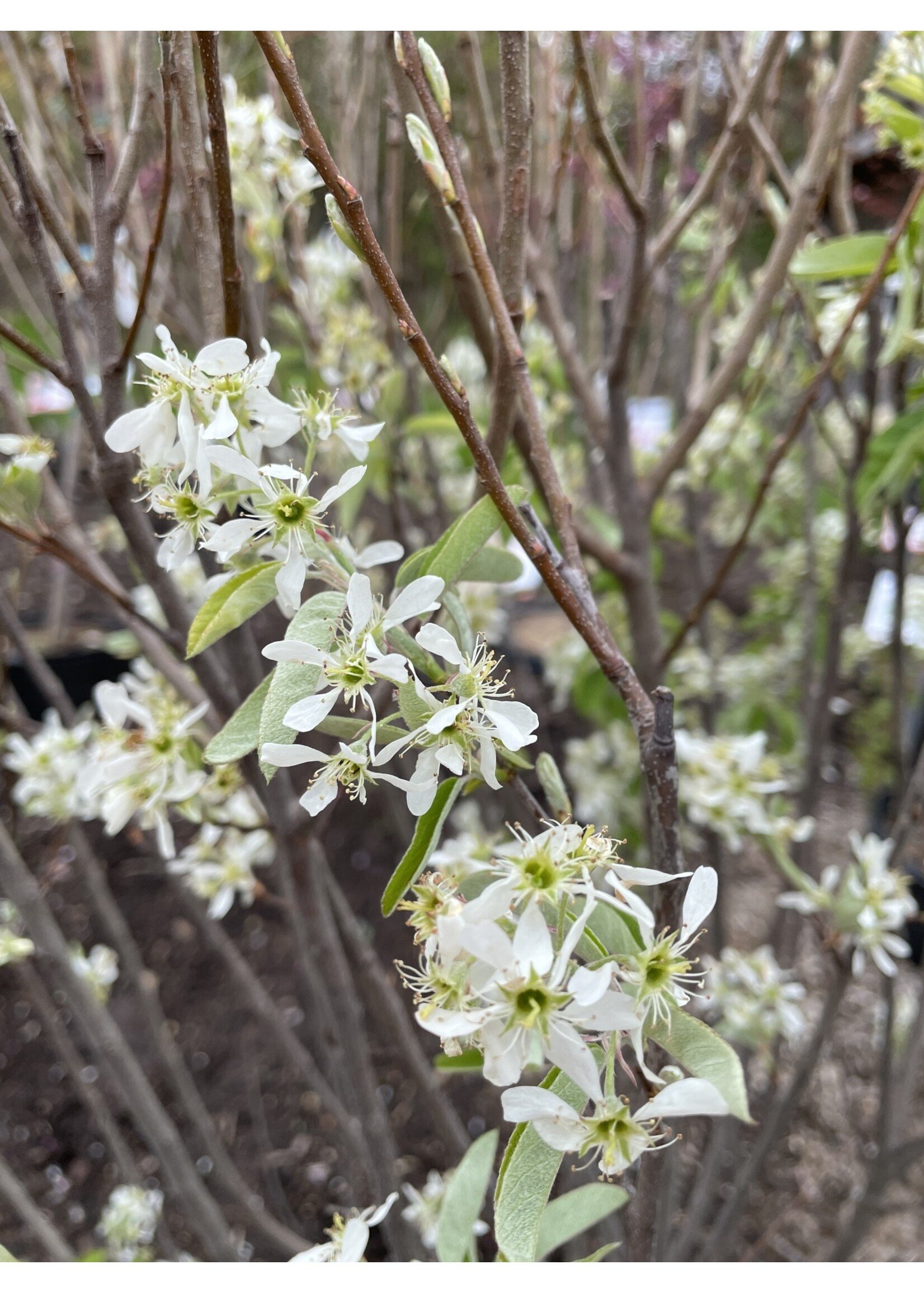 Amelanchier can. Glenform Serviceberry - Shadblow, Rainbow Pillar, #10