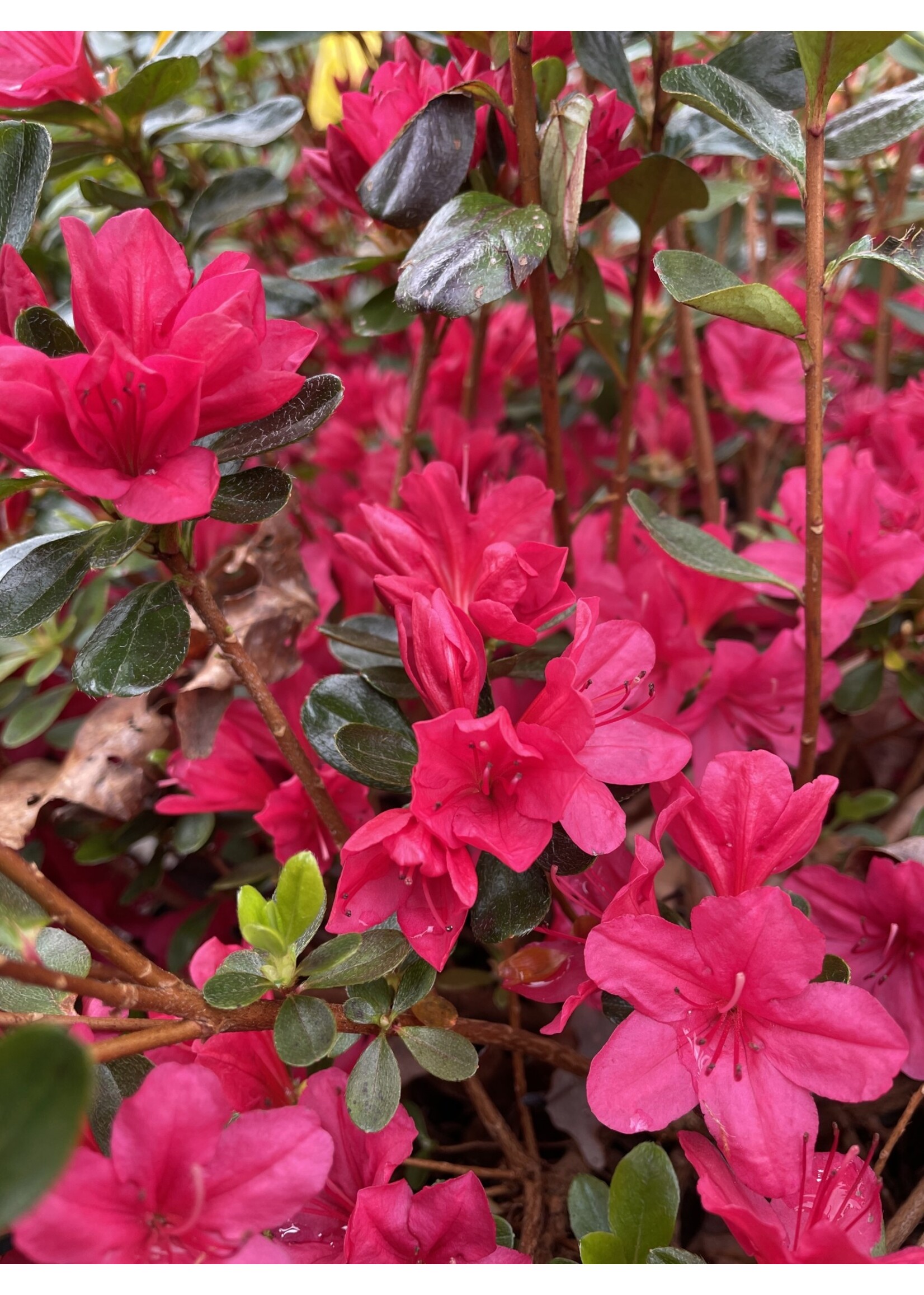 Azalea Hino Crimson #3 container
