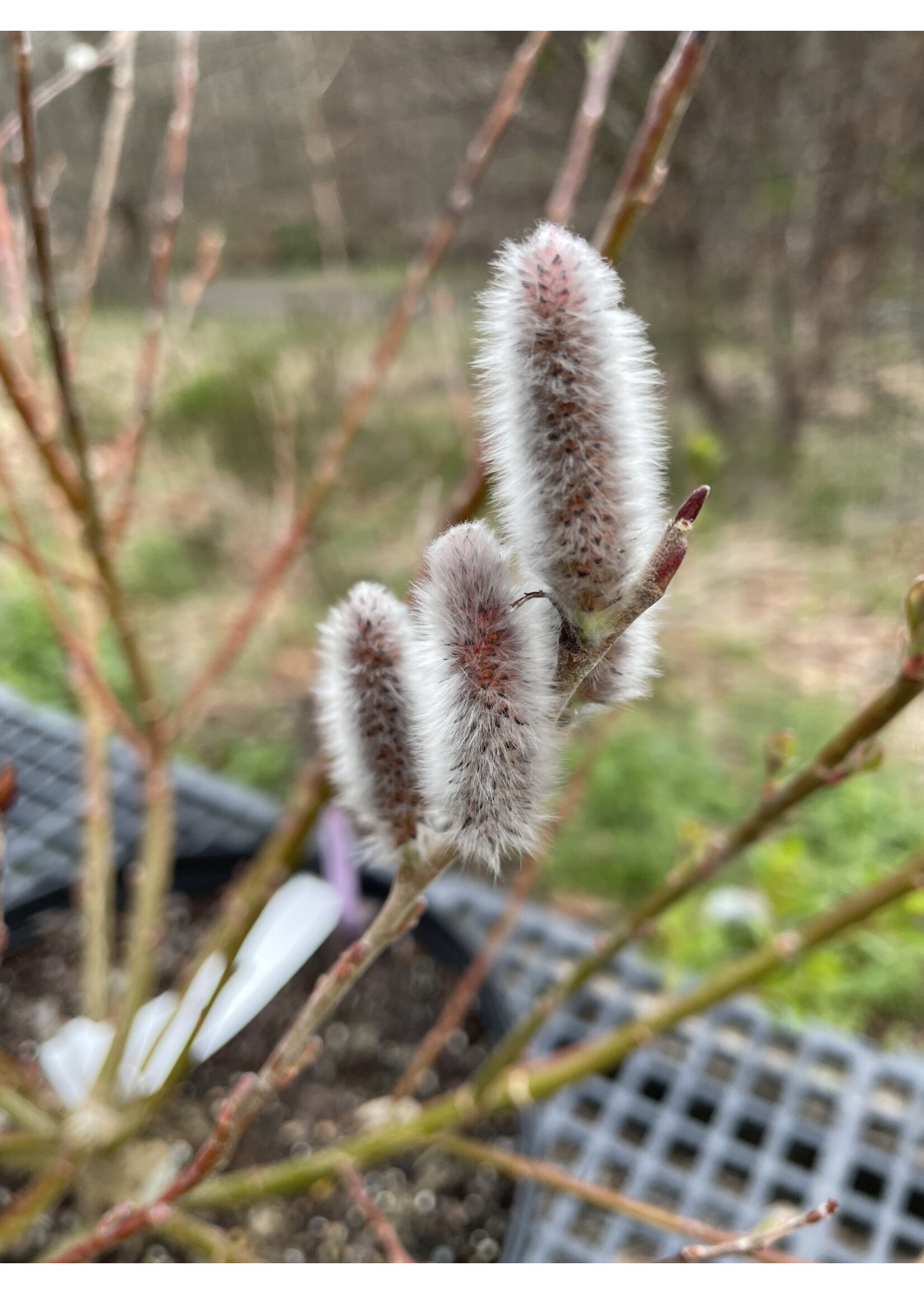 Salix Discolor. Pussy Willow , #2