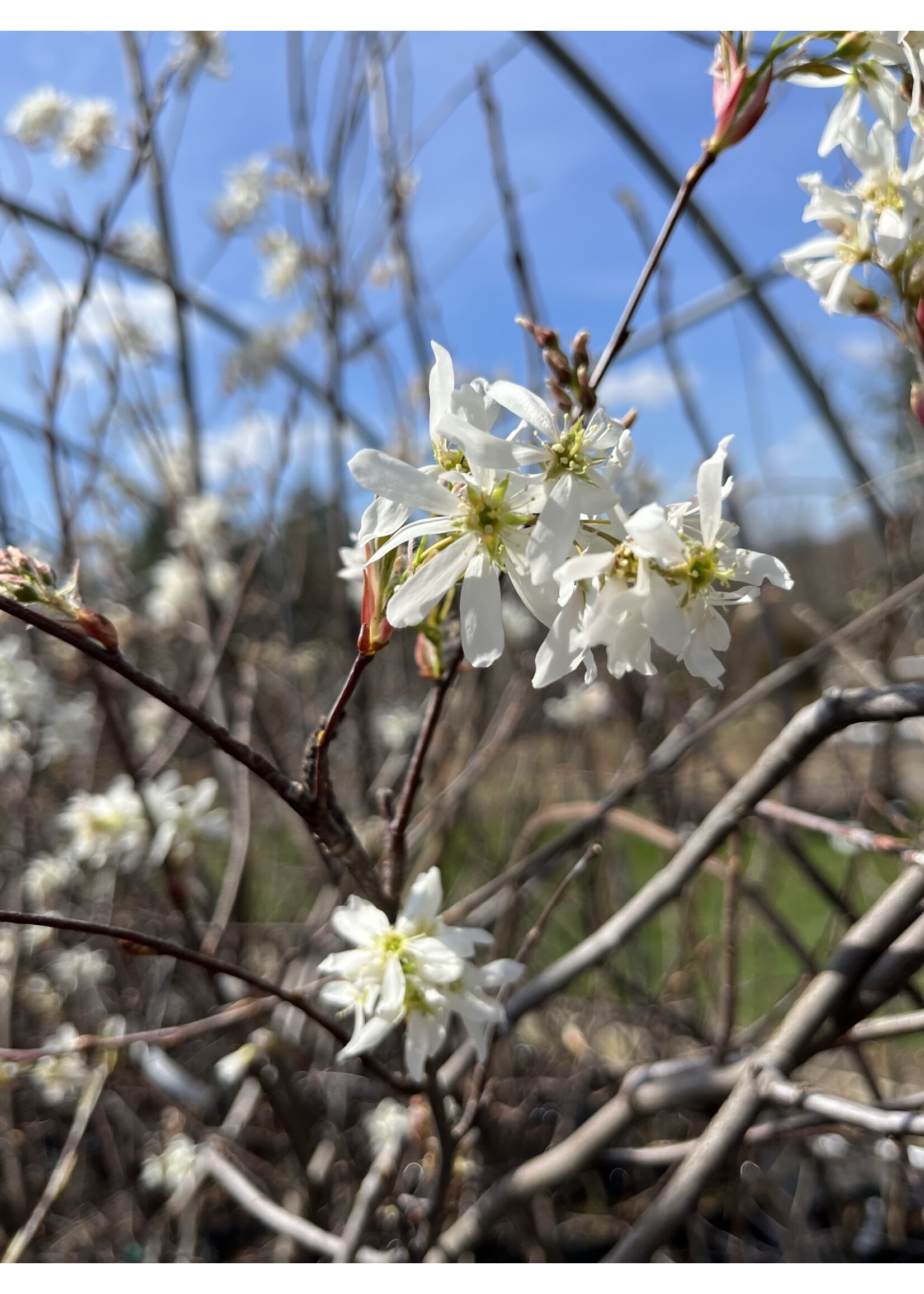 Spring Bloom Amelanchier can. Serviceberry - Shadblow, #7