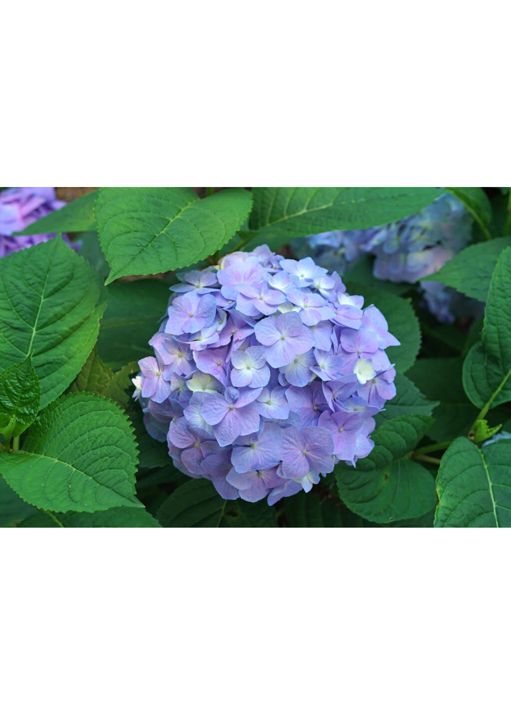 Hydrangea X Lets Dance Sky View- Hydrangea - Mophead, #3