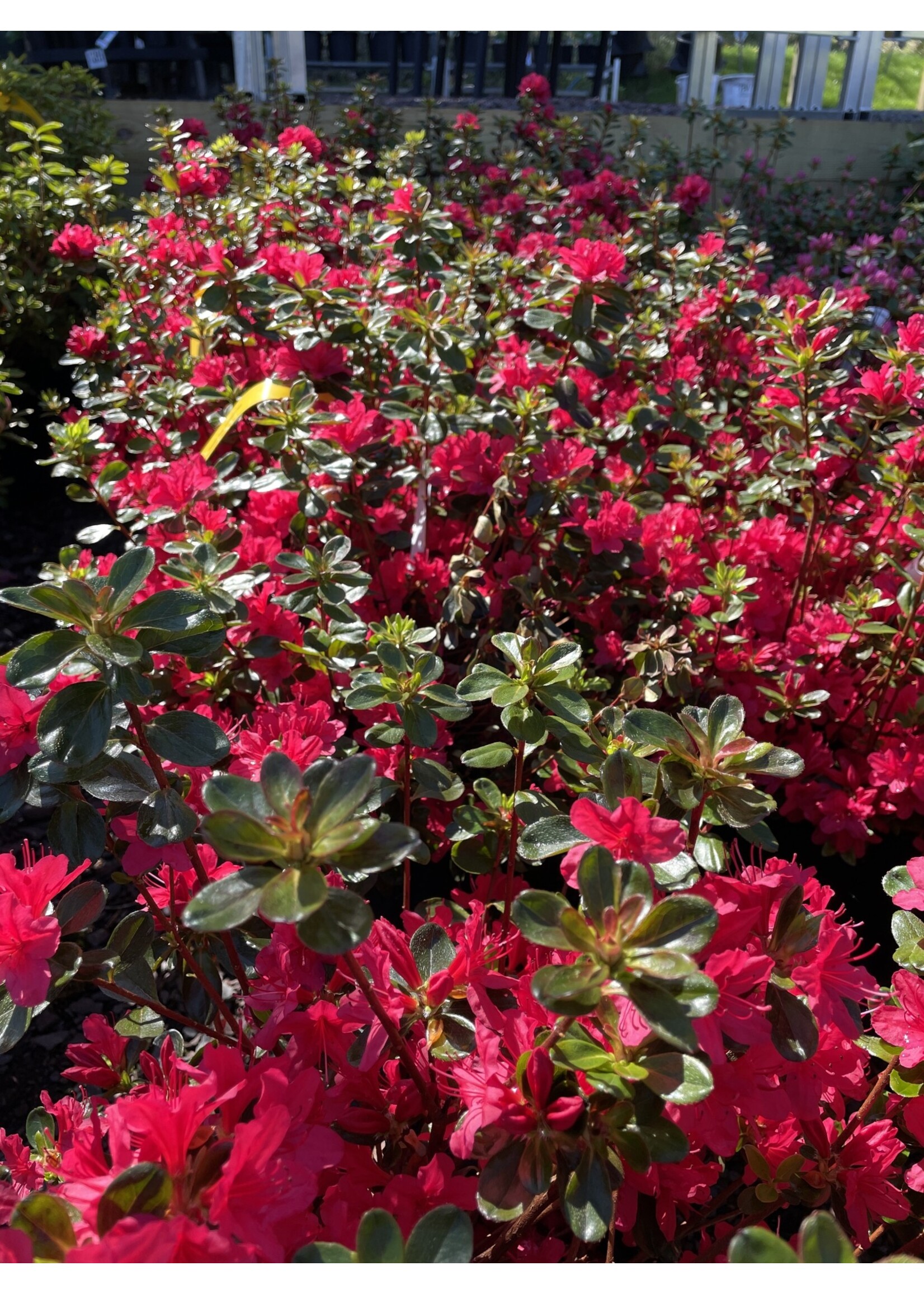 Azalea Hino Crimson #3 container