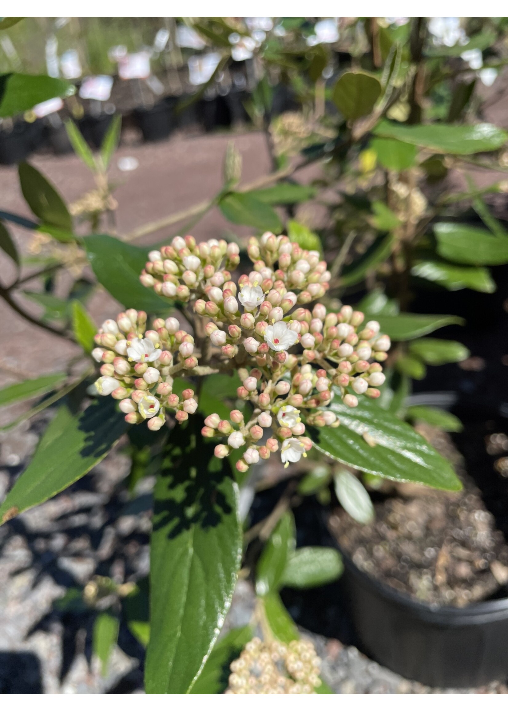 Viburnum pragense Viburnum - Willow-Leaf, #3