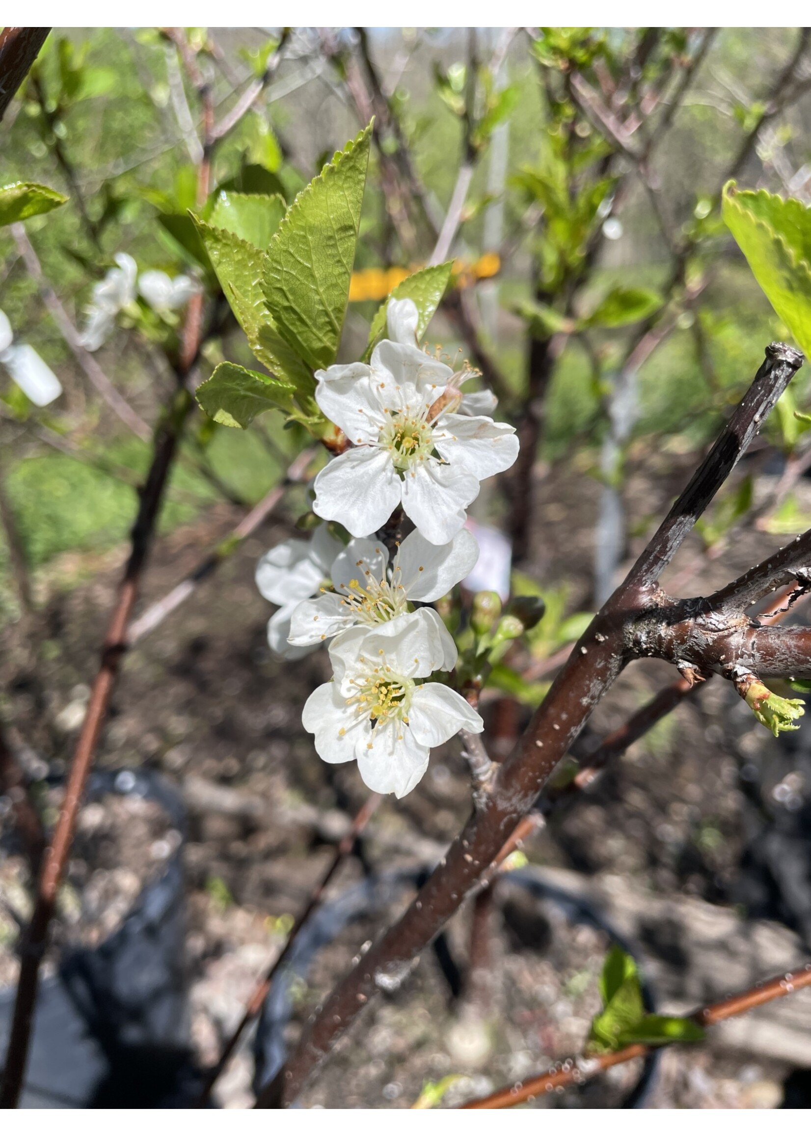 Prunus cerasus Montmorency, #15 Fruit Bearing Cherry
