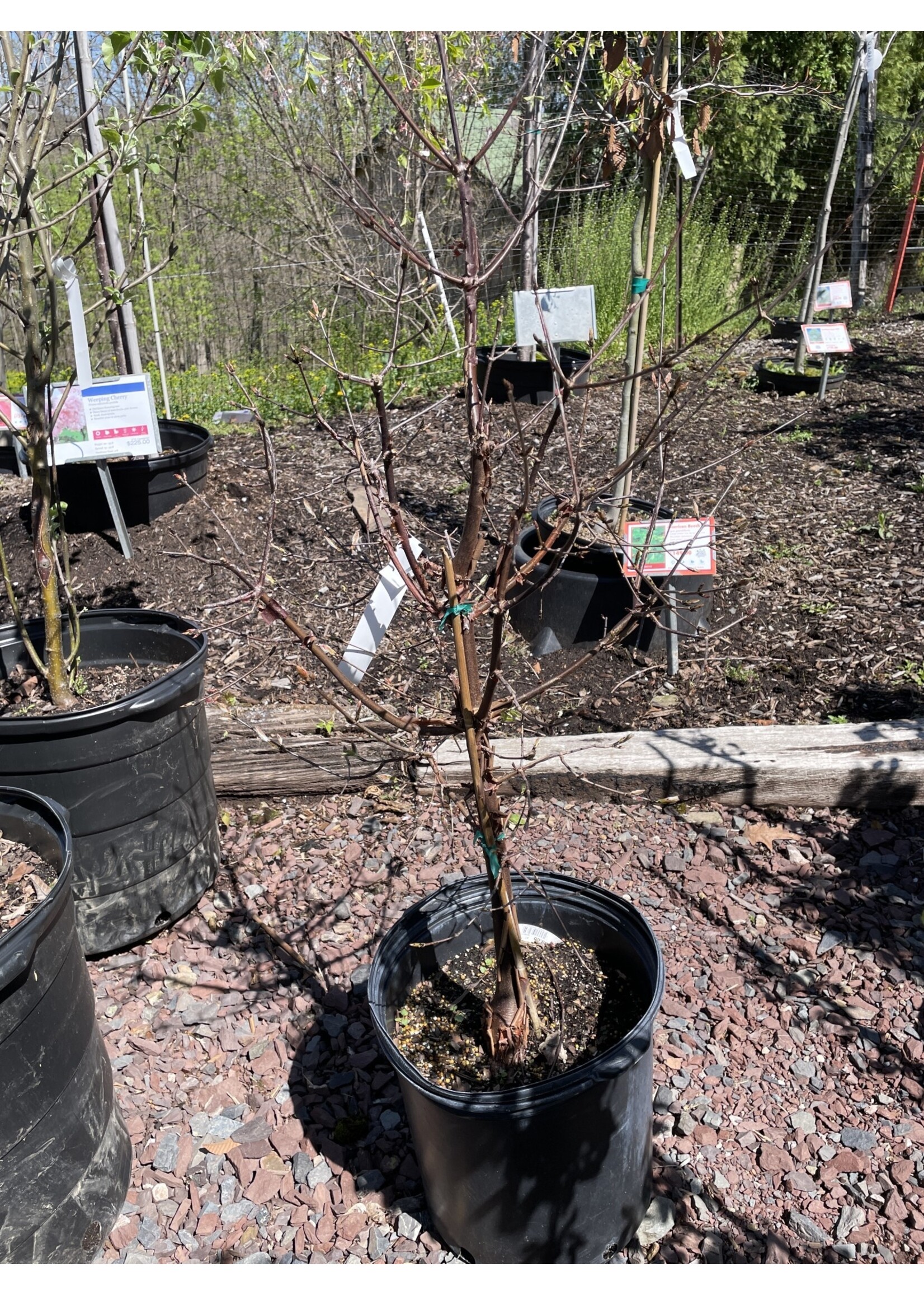 Acer griseum Maple - Paperbark, #5/7