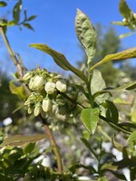 Vaccinium Patriot, Blueberry #3