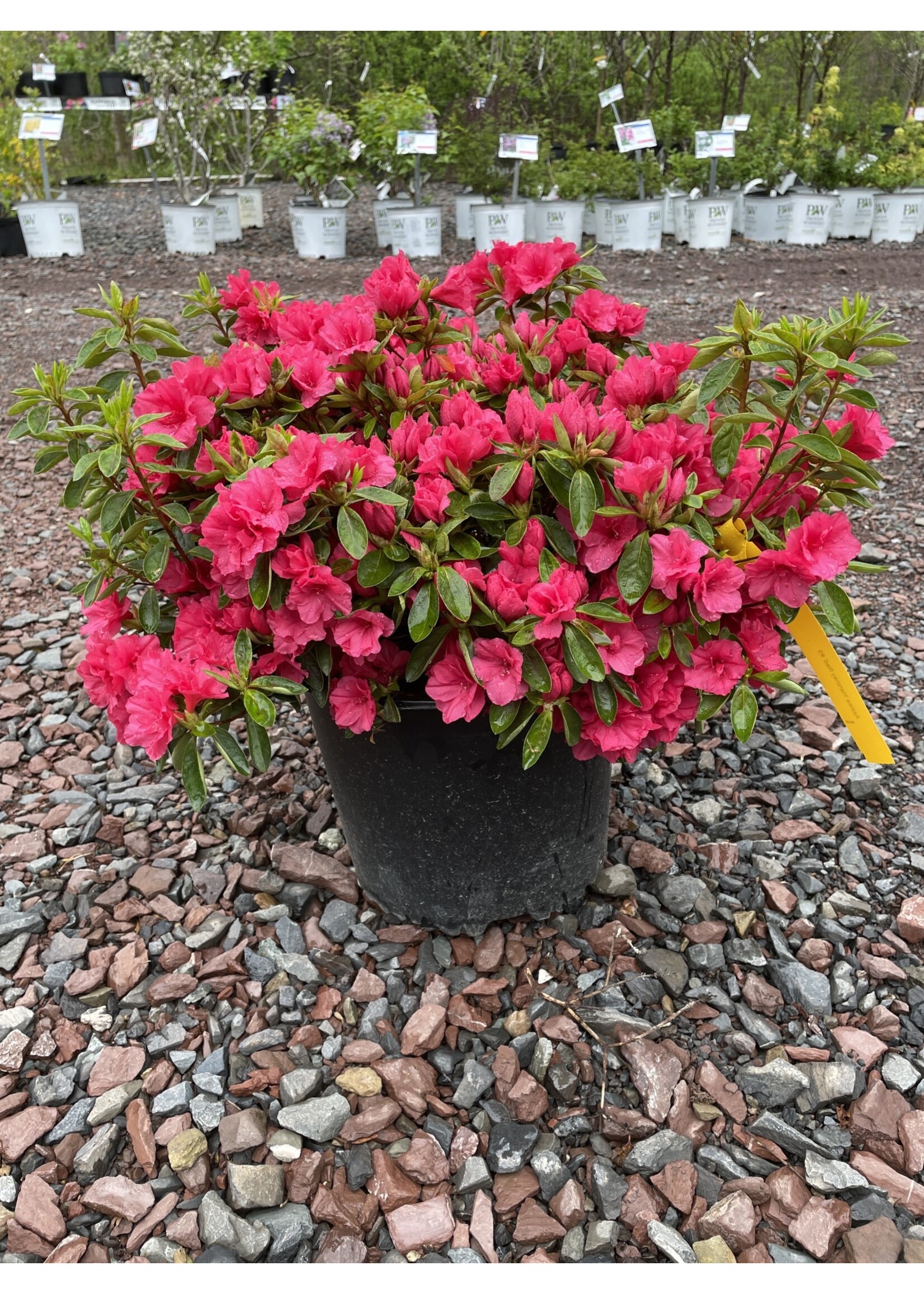 Azalea Hershey Red Azalea, Hershey Red, #3