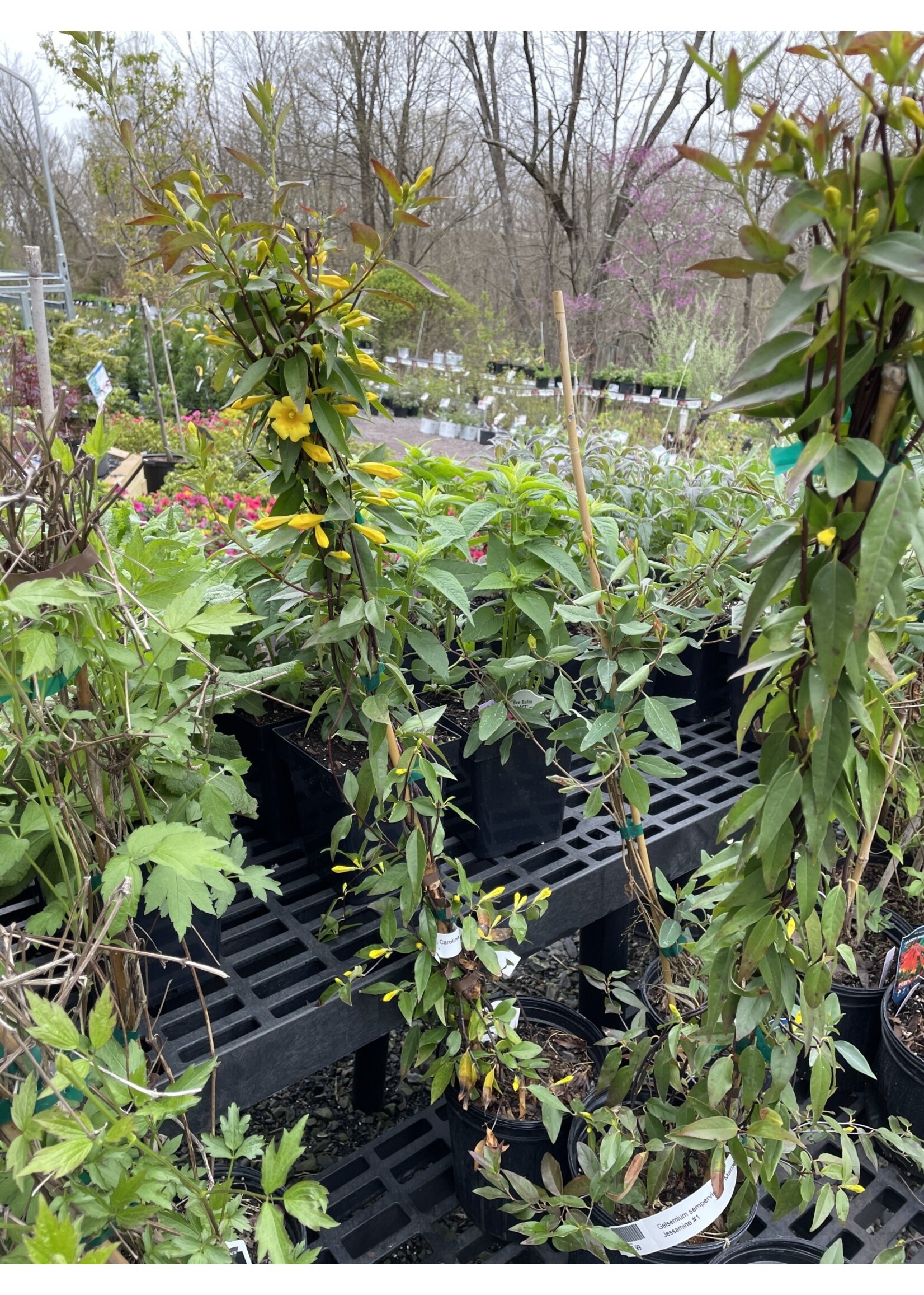 Gelsemium sempervirens Margarita, Carolina Jasmine #1