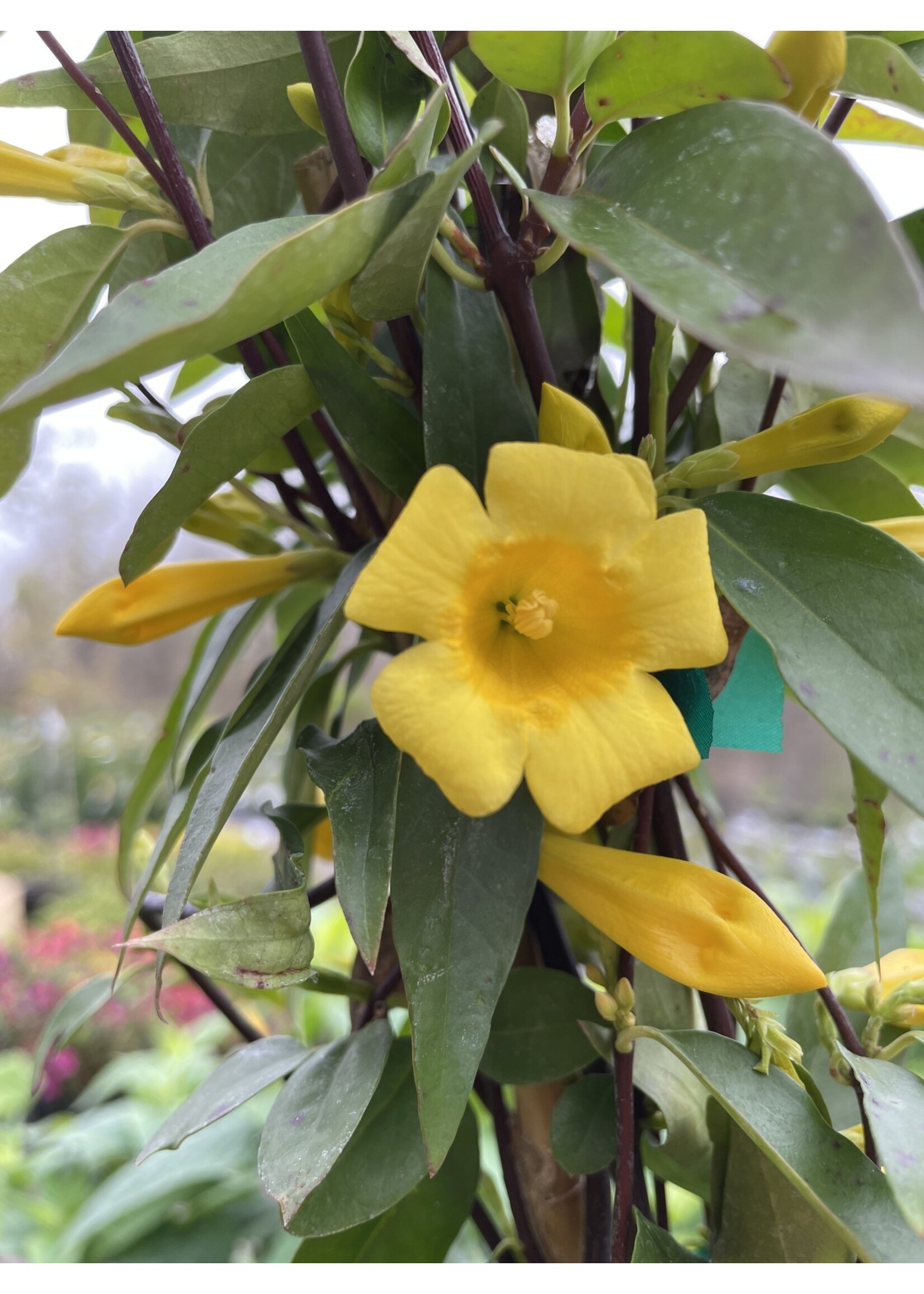 Gelsemium sempervirens Margarita, Carolina Jasmine #1