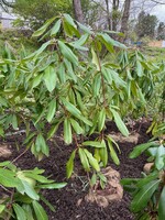 Rhododendron maximum Rhododendron, Rosebay, 3-5' b&b