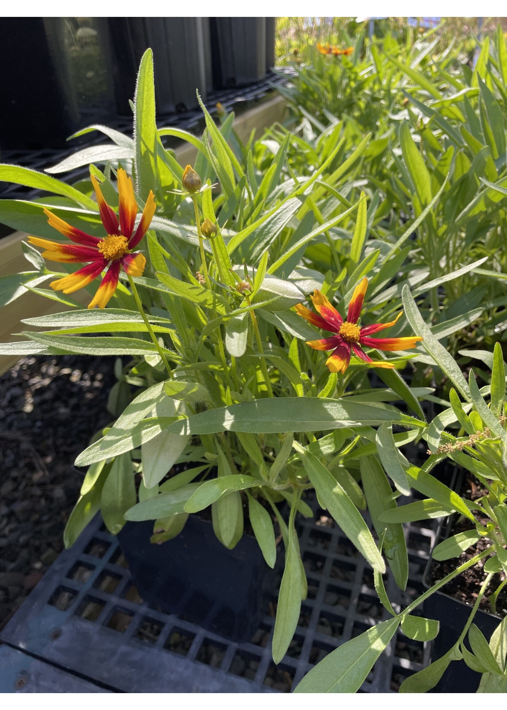 Coreopsis UpTick Gold & Bronze, Tickseed  #1