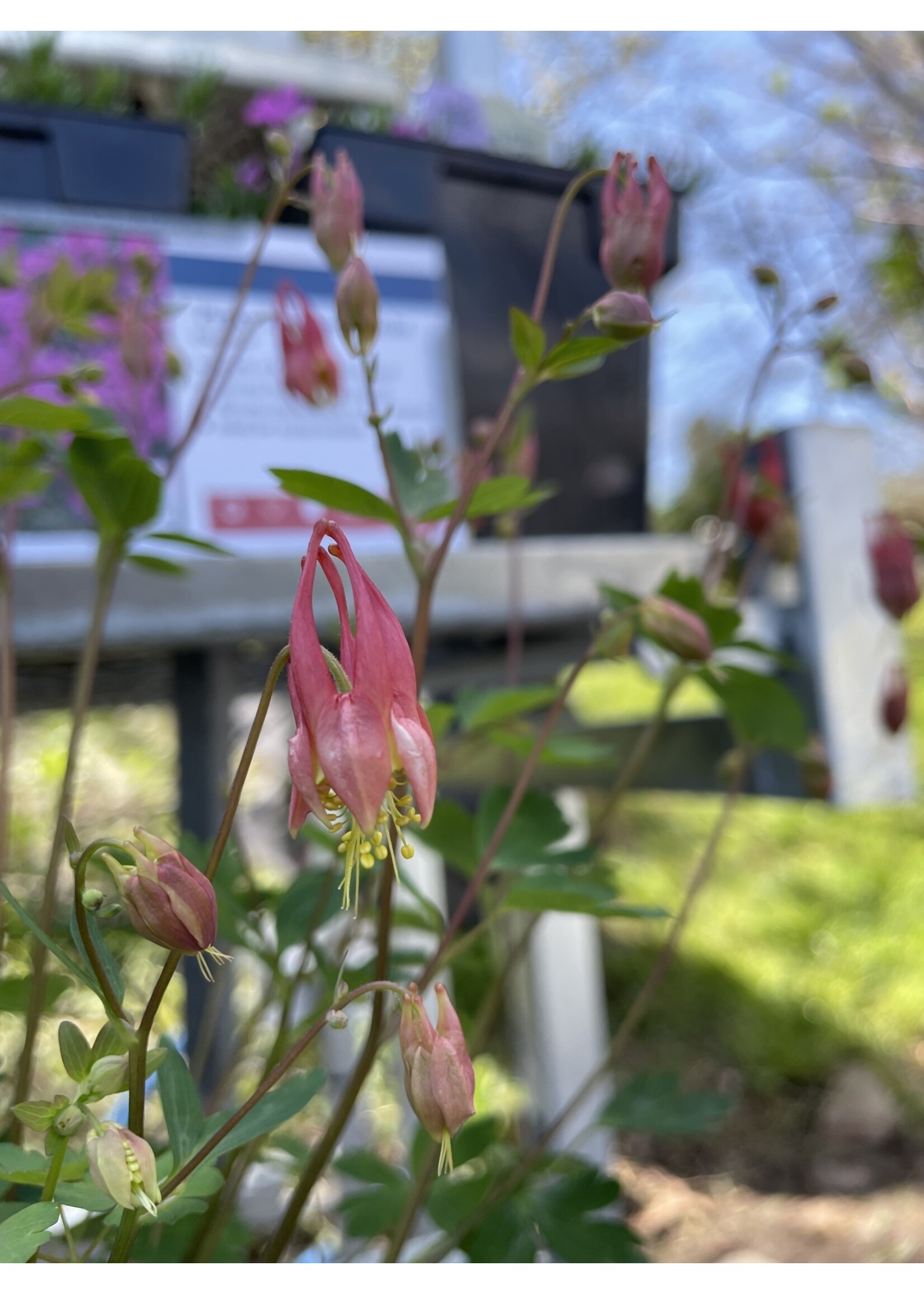 Aquilegia Little Lanterns, Columbine #1