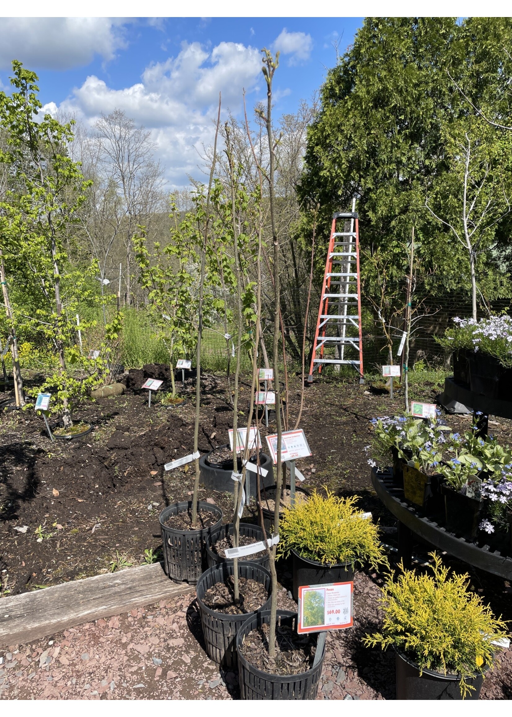 Carya illinoinensis, Pecan #15