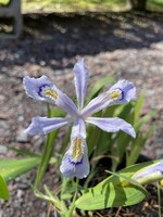 Iris cristata Powder Blue Giant Iris, Crested, #1