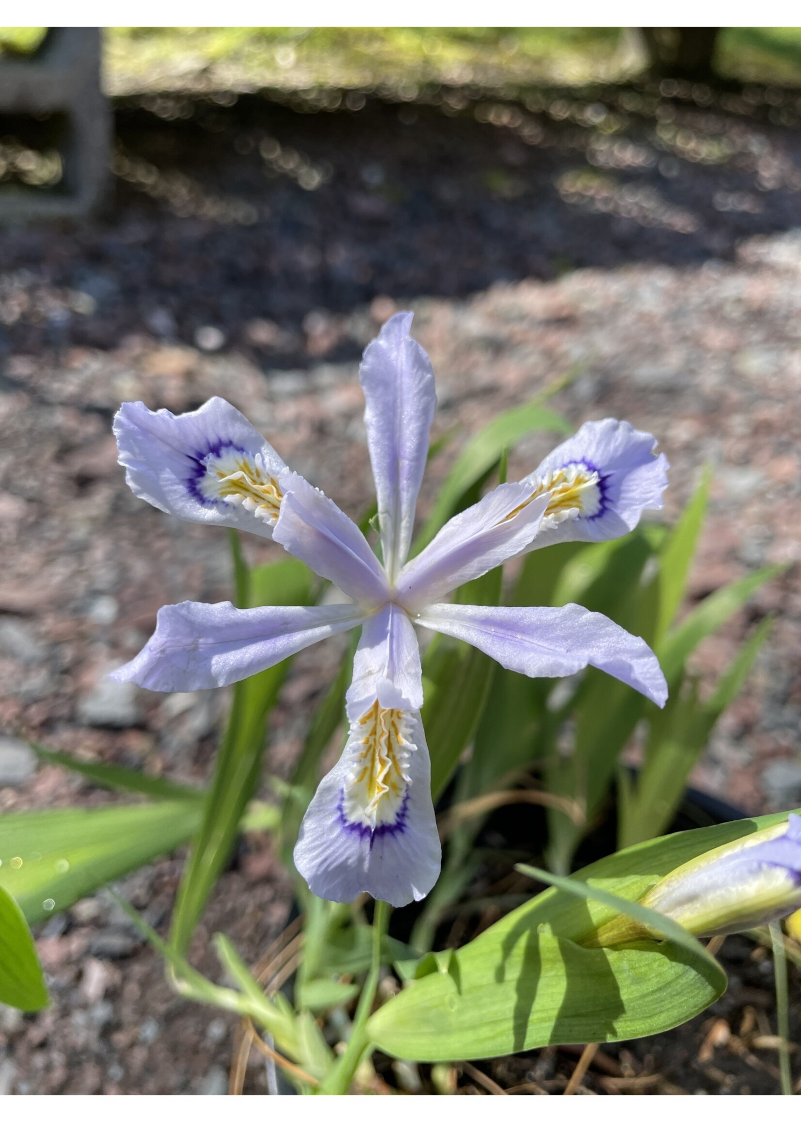 Hummingbird Favorites Iris cristata Powder Blue Giant Iris, Crested, #1
