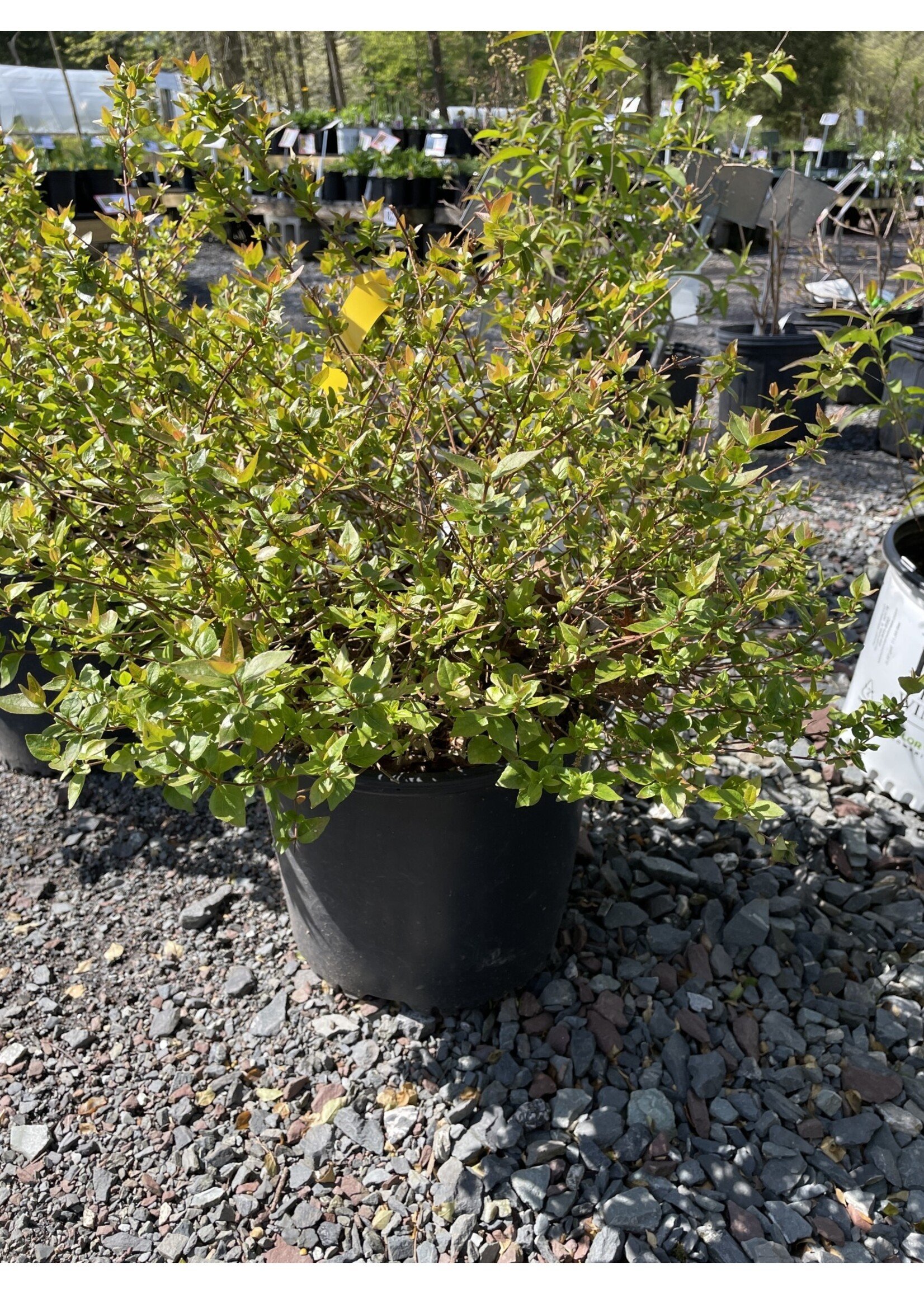 Abelia x grandiflora, #3 Glossy Abelia