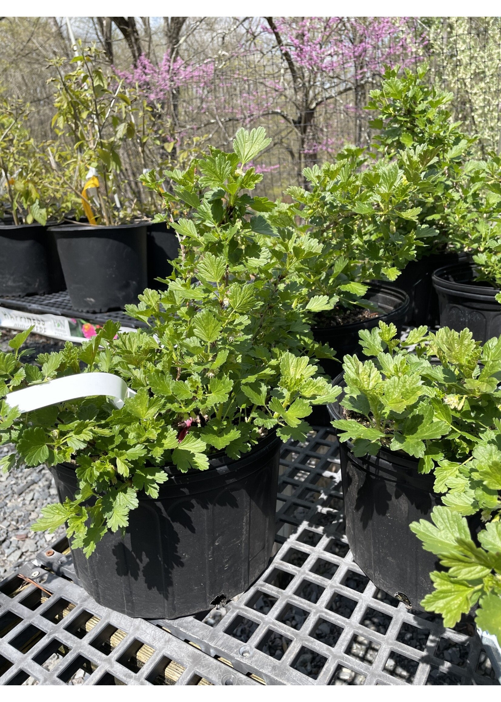 Ribes hirtellum x Hinnomaki Red, Gooseberry #3