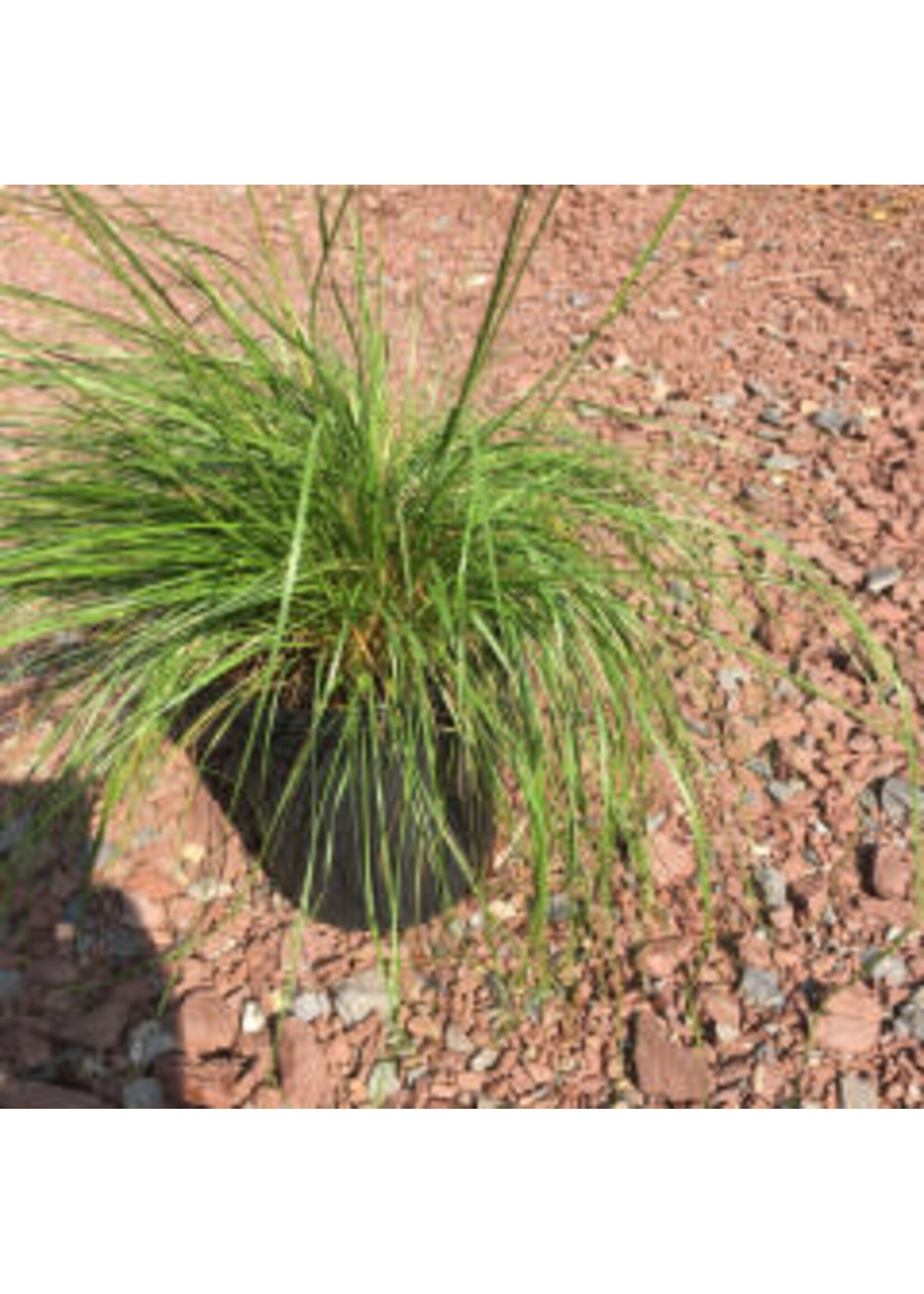 Sporobolus heterolepis Grass - Ornamental Prairie Dropseed, #1 Container