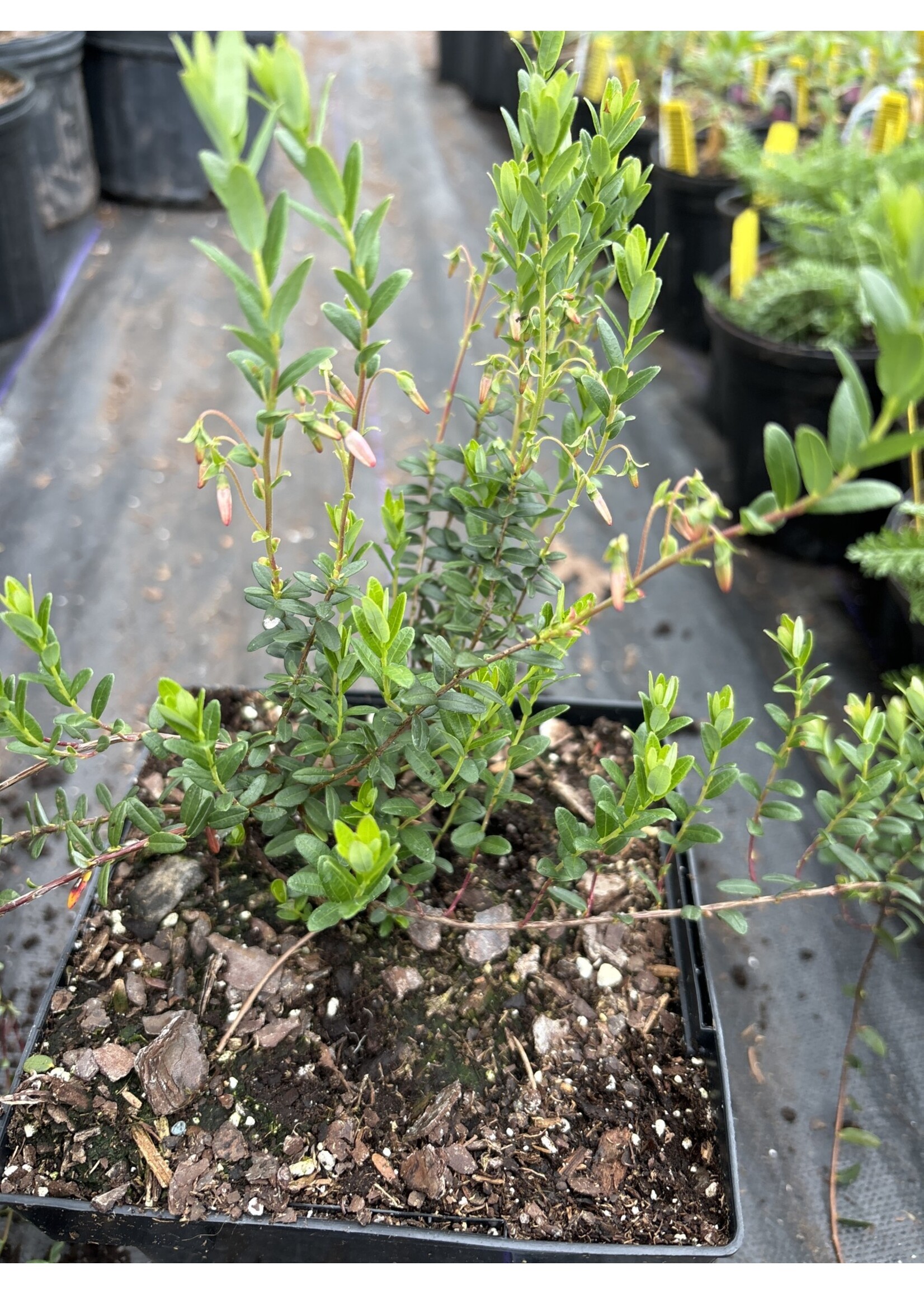 Vaccinium macrocarpon Pilgrim, American Cranberry Qts