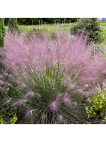 Muhlenbergia reverchonii UNDAUNTED, Pink Muhly Grass #1