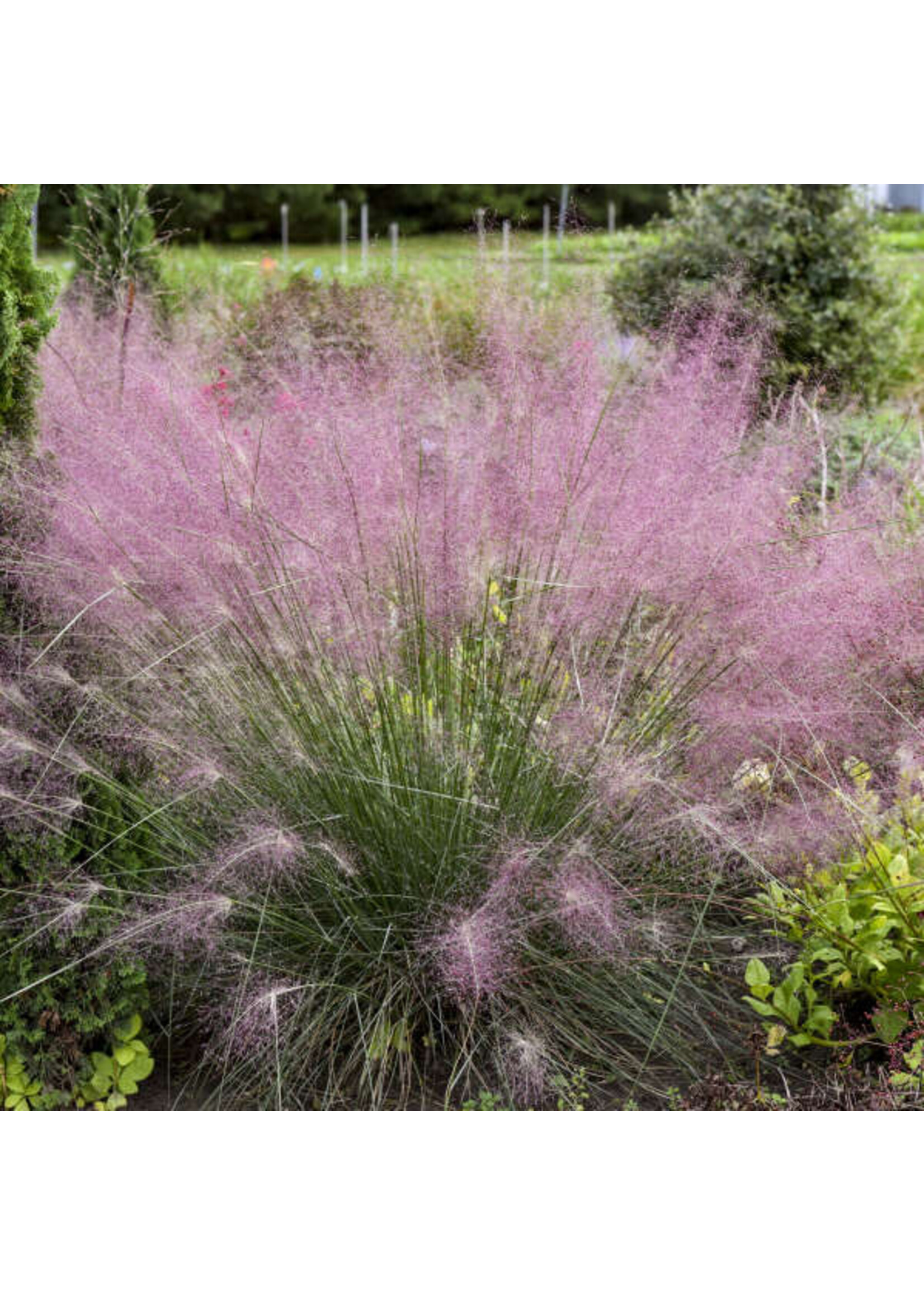Muhlenbergia reverchonii UNDAUNTED, Pink Muhly Grass 1 Behmerwald