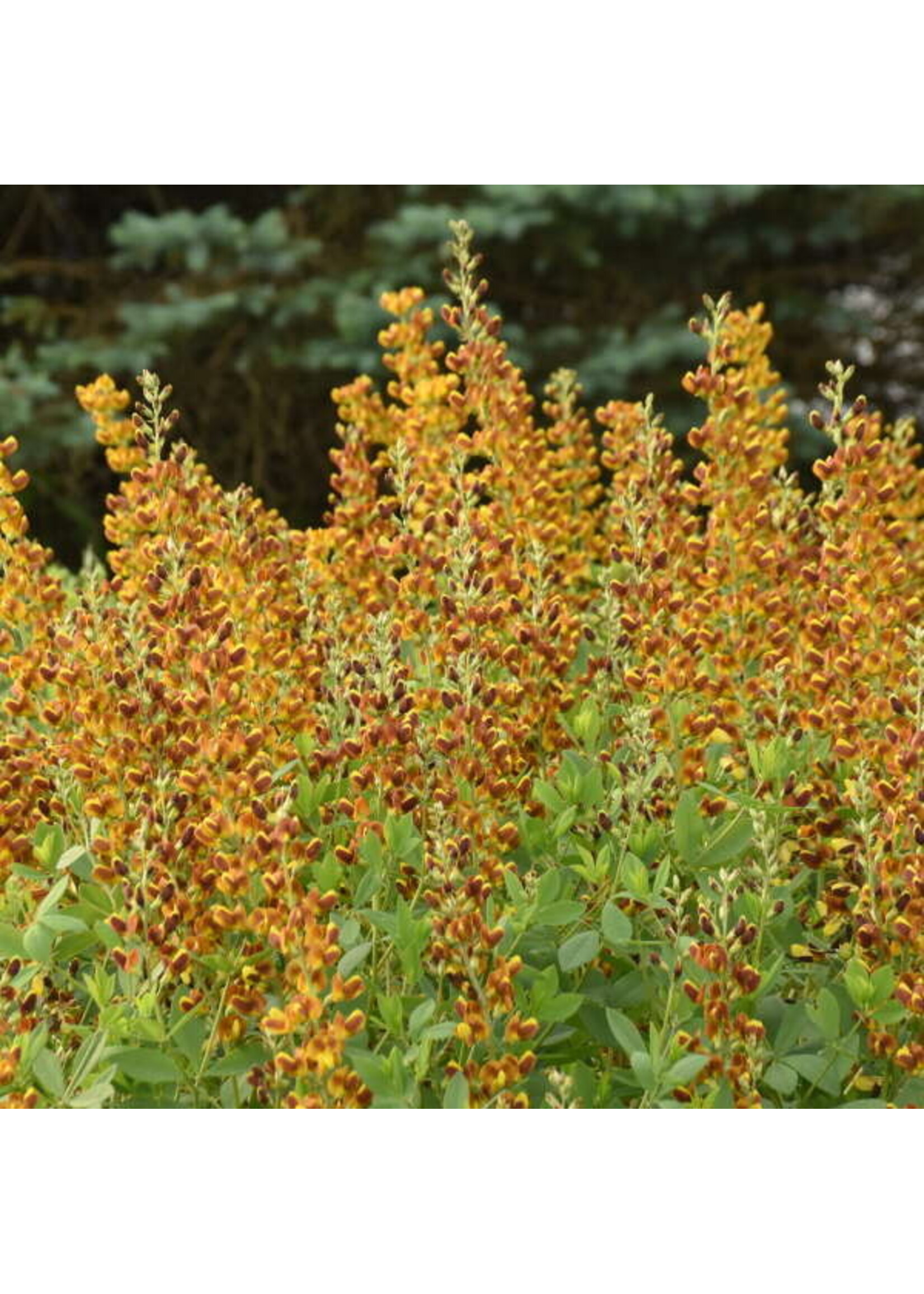 Baptisia Honey Roasted, False Indigo #3