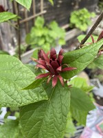 Calycanthus floridus Sweetshrub, #5